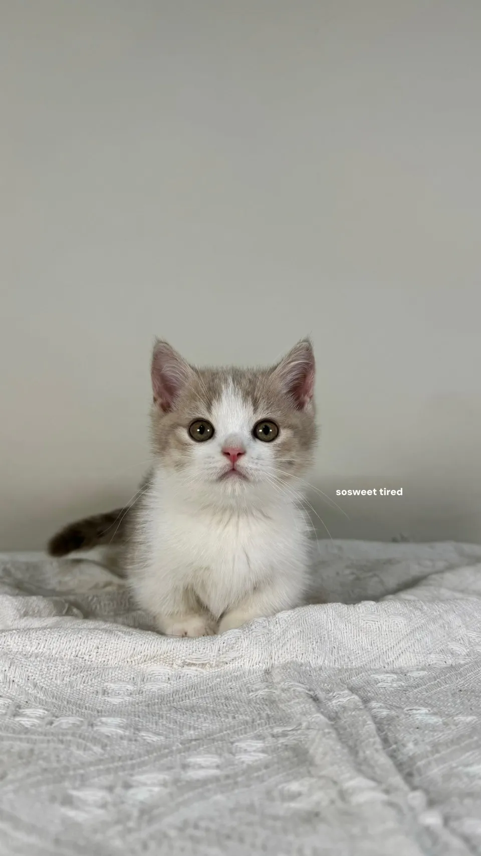 【已售出】小鹿加白曼赤肯