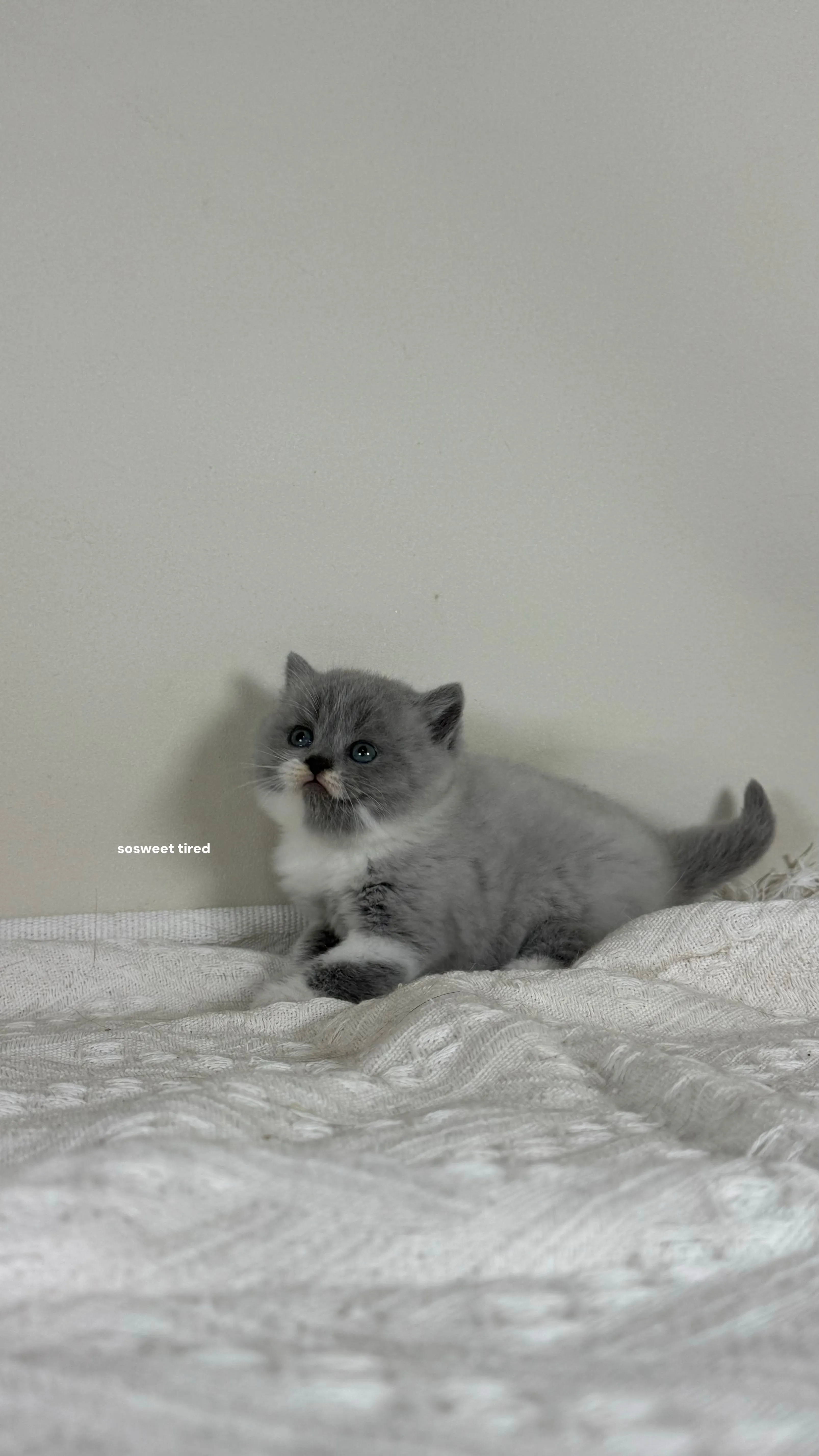 【已售出】藍白英國短毛貓