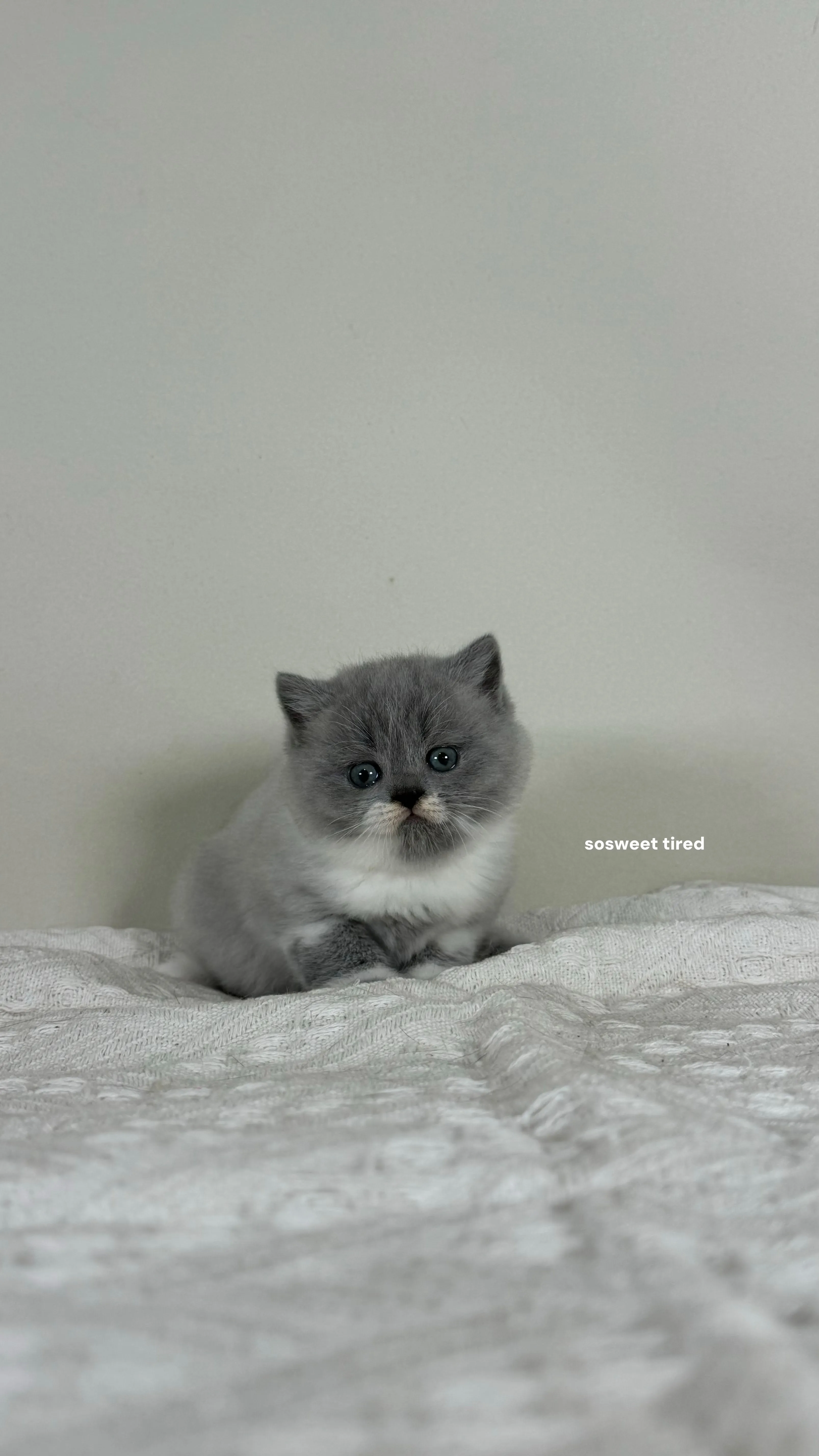 【已售出】藍白英國短毛貓