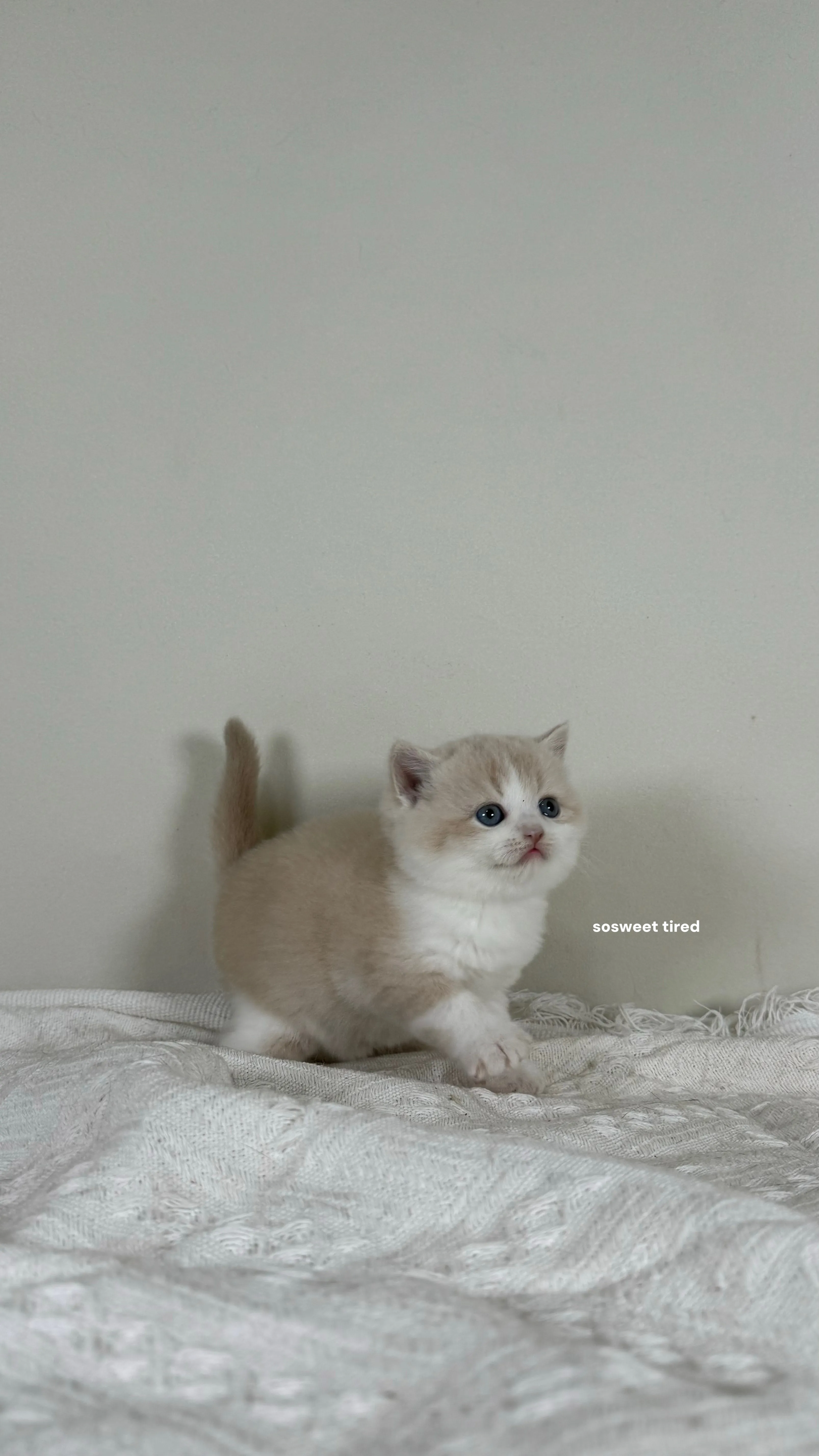 【已售出】乳白賓士英國短毛貓