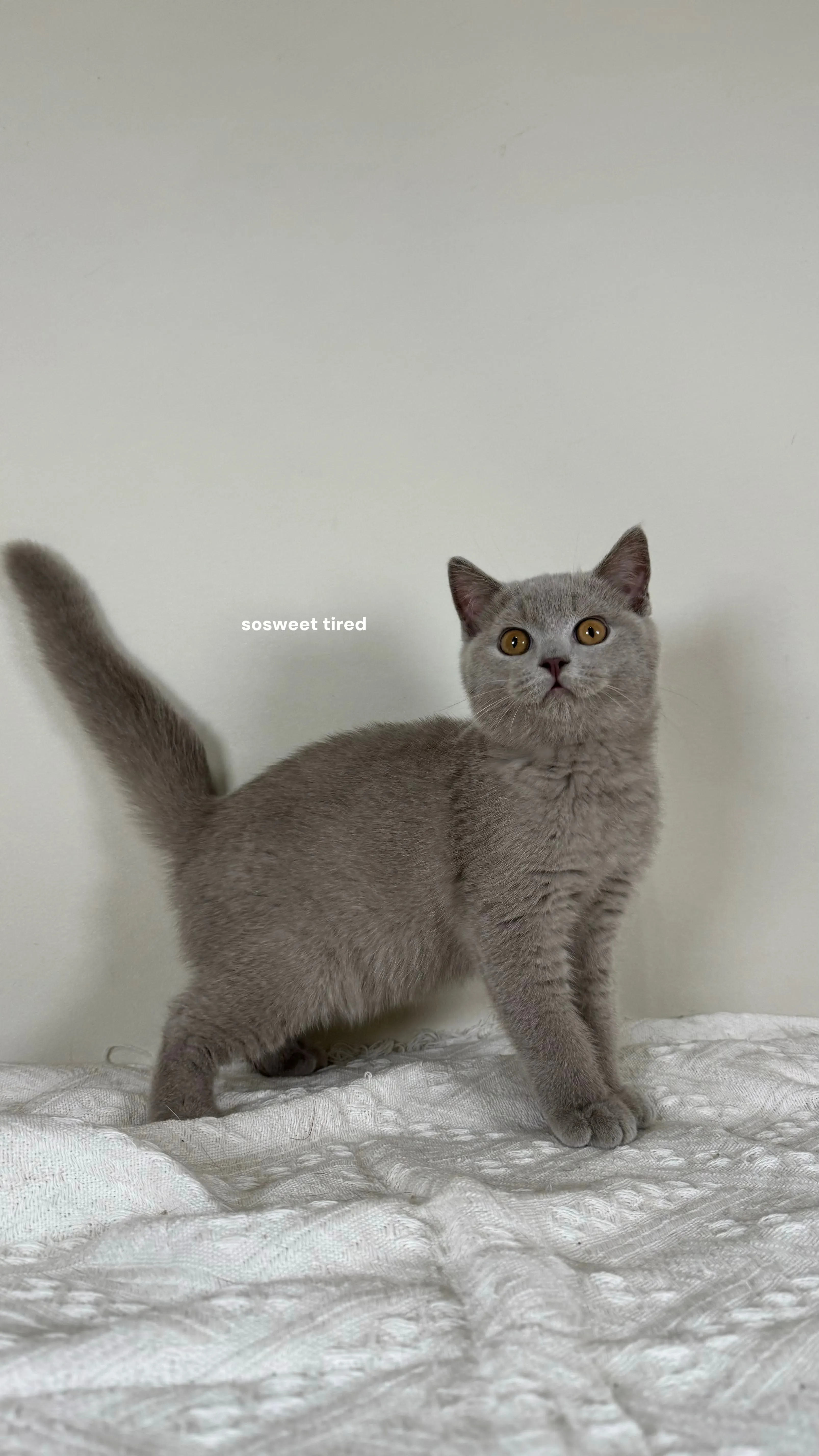 【已售出】紫丁香英國短毛貓