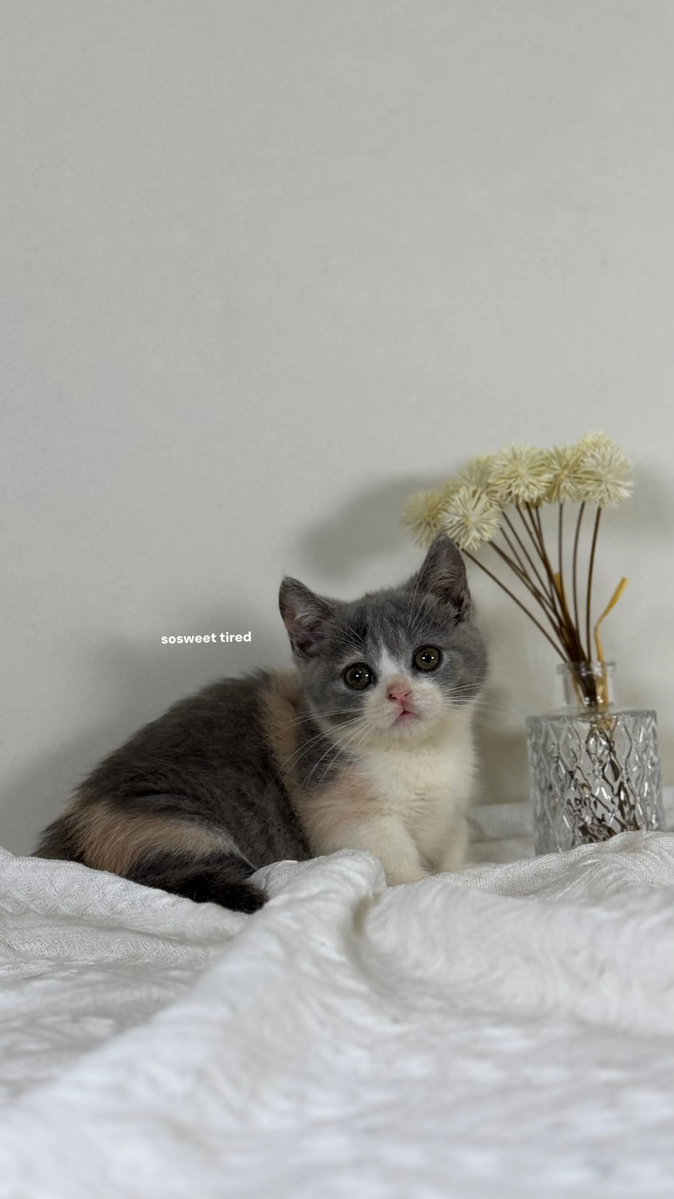 【已售出】藍三花賓士曼赤肯