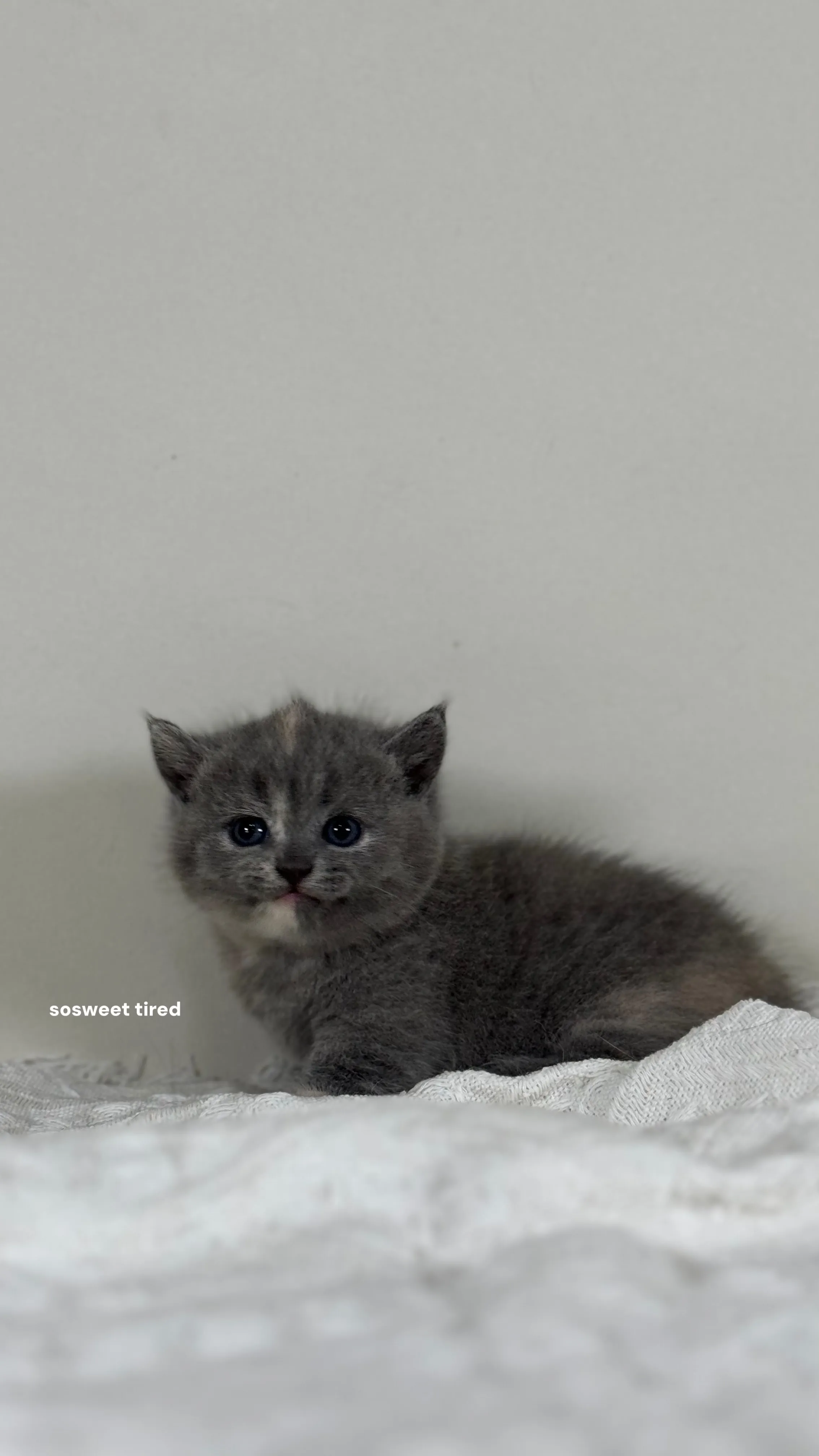 【已售出】藍乳曼赤肯