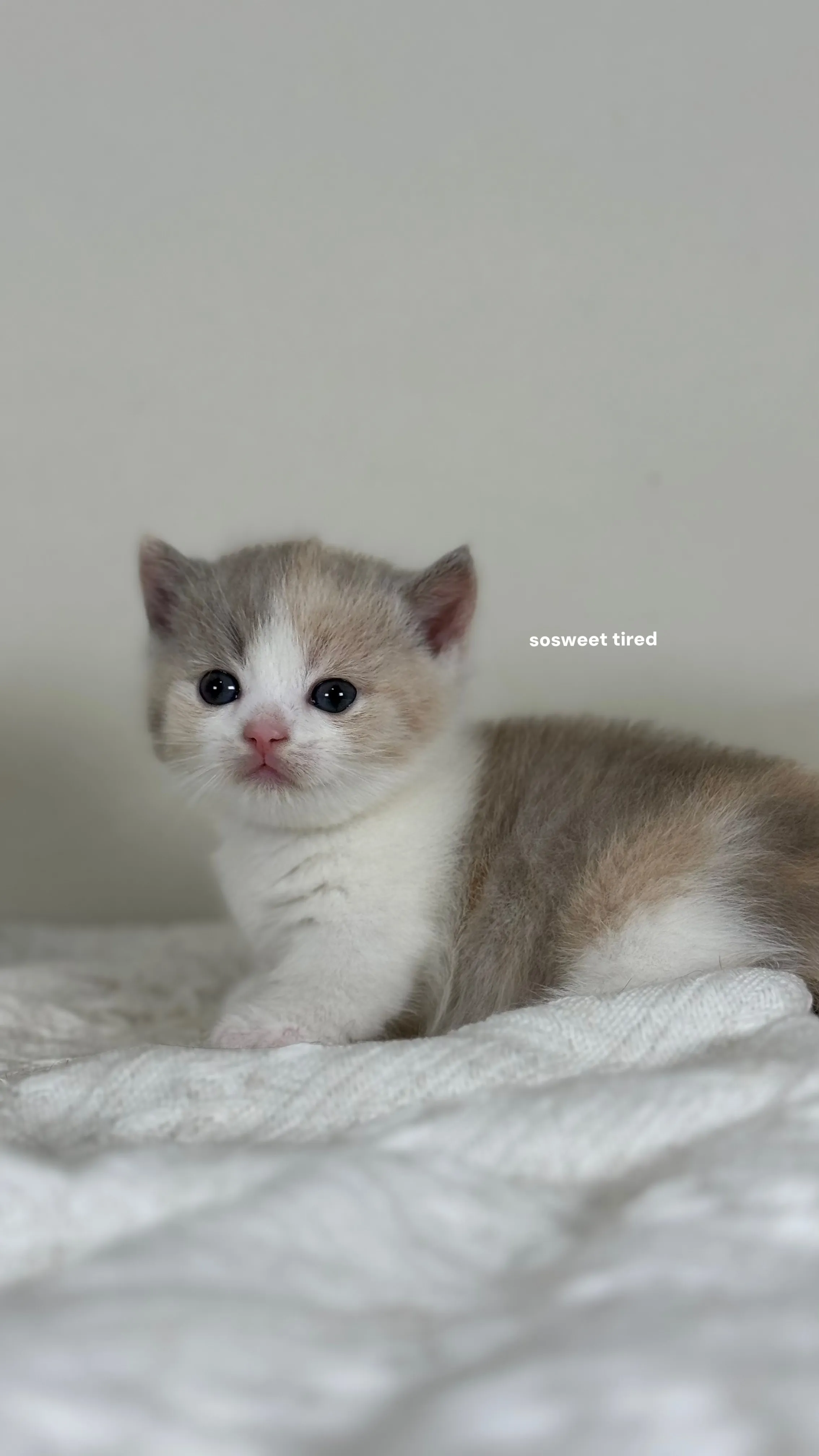 【已售出】小鹿色三花賓士曼赤肯