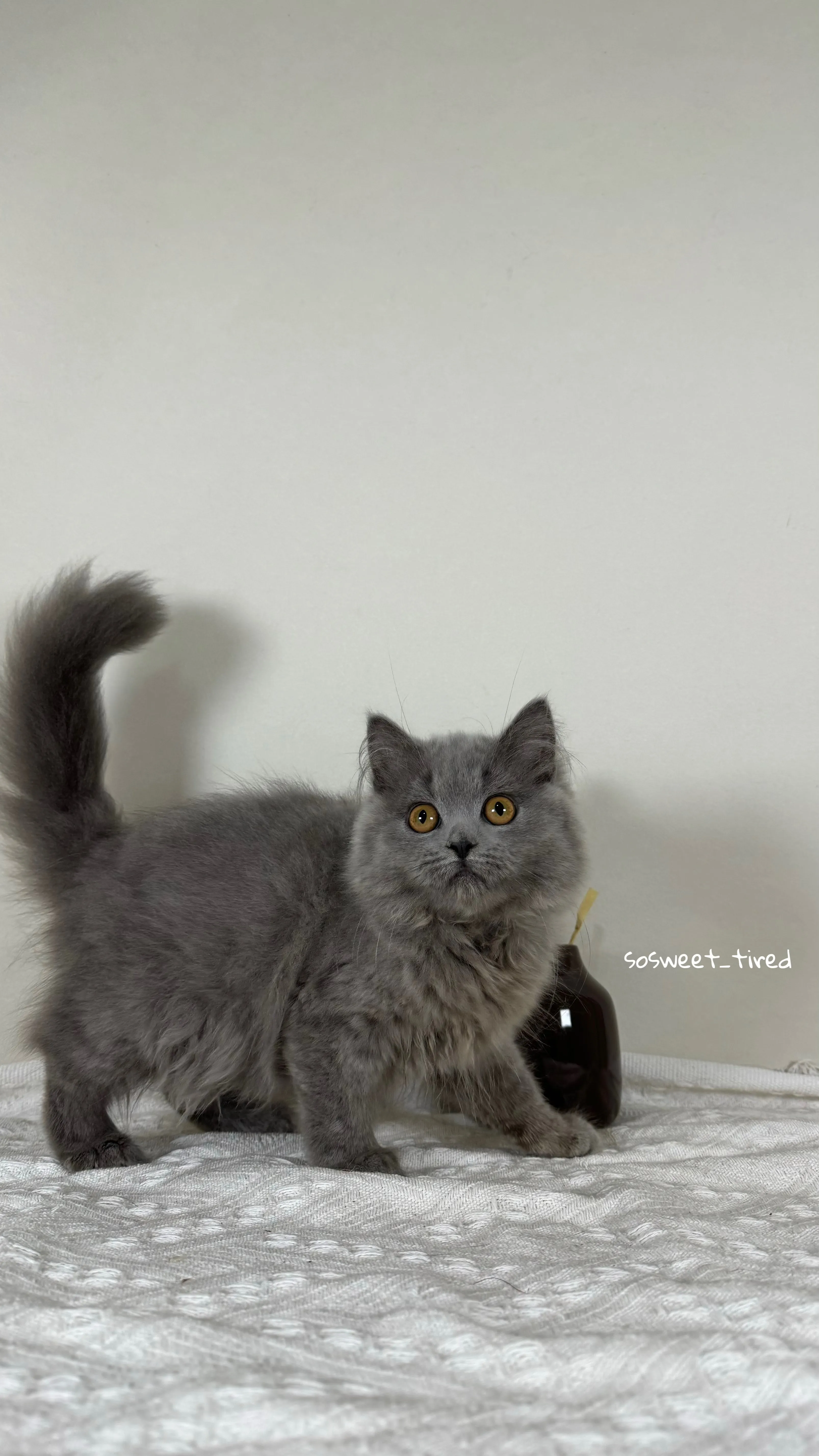 【已售出】藍英國長毛貓（娜）