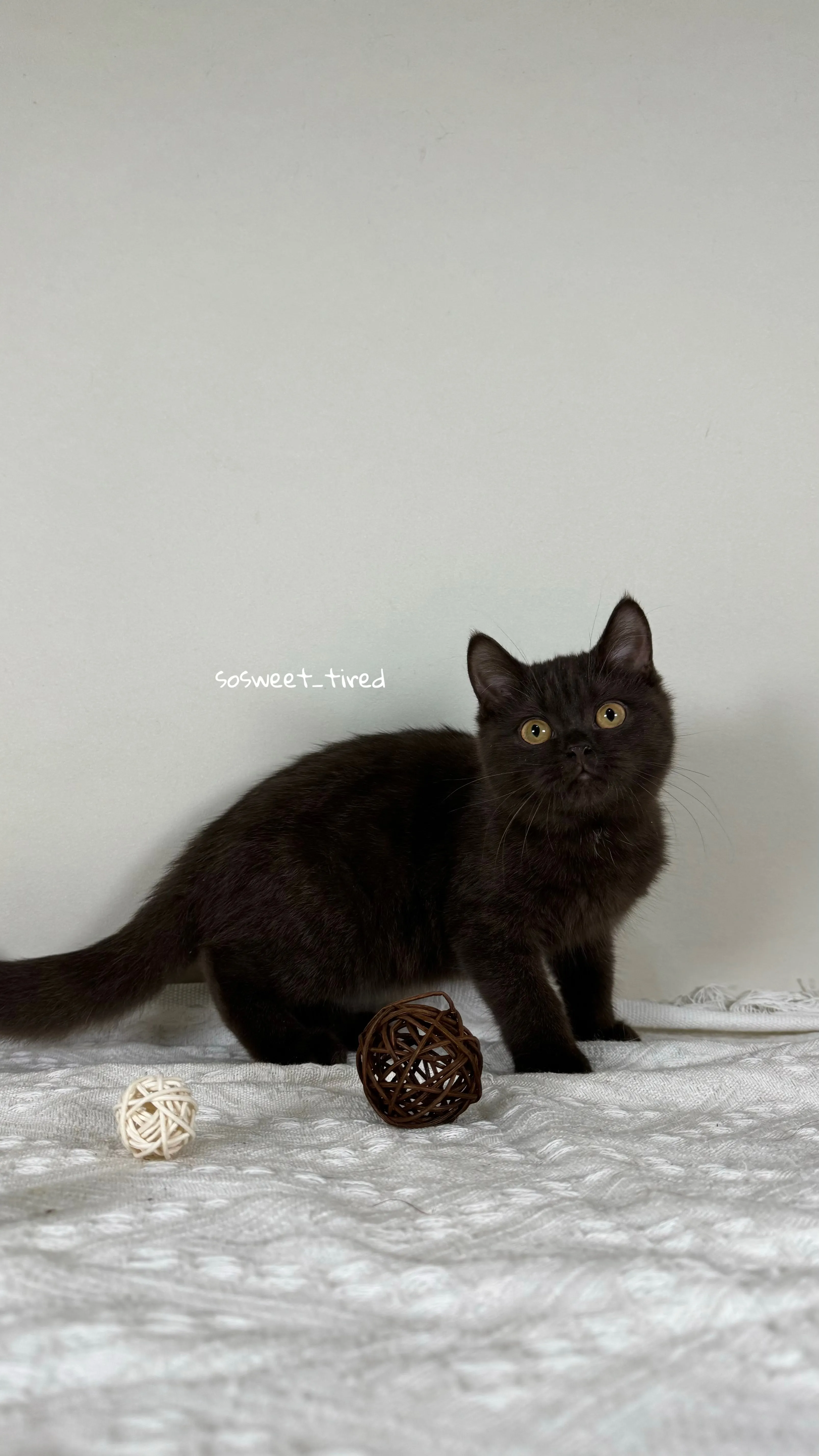 【已售出】巧克力英國短毛貓