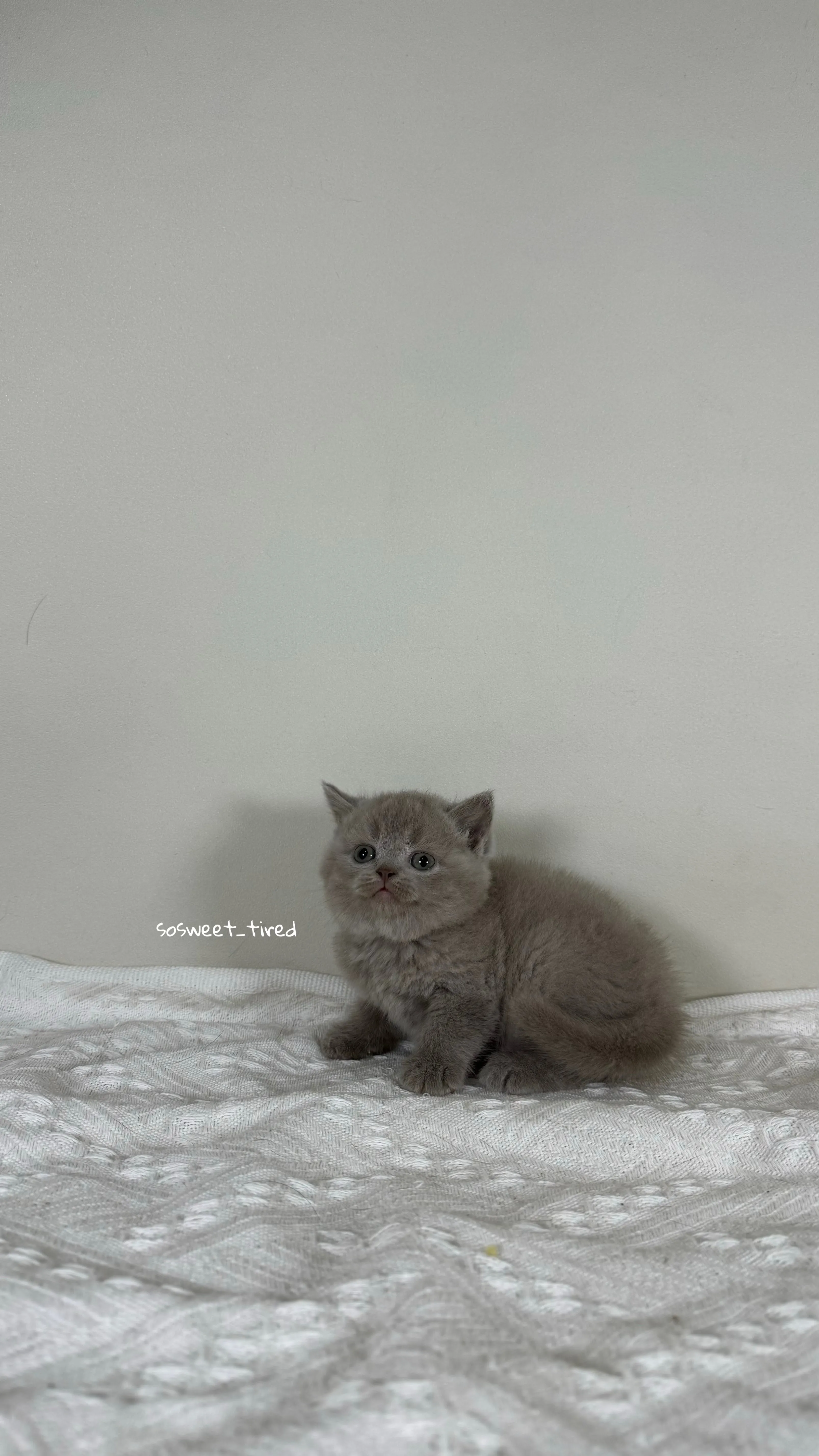 【已售出】紫丁香英國短毛貓