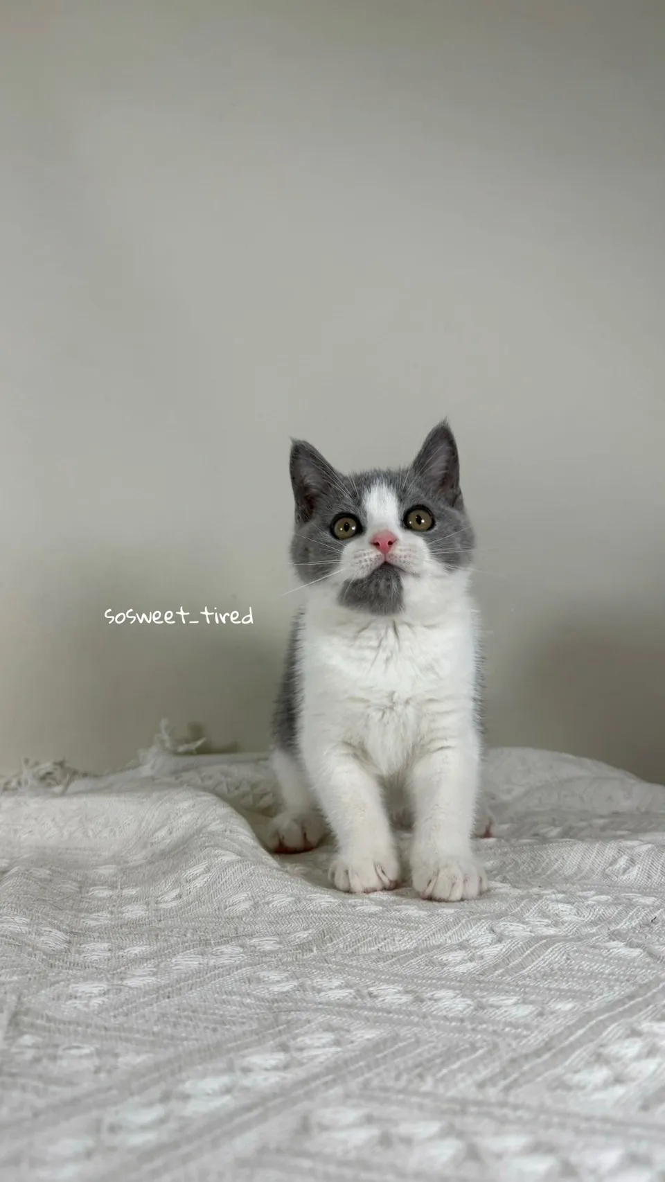 【已售出】藍白賓士英國短毛貓