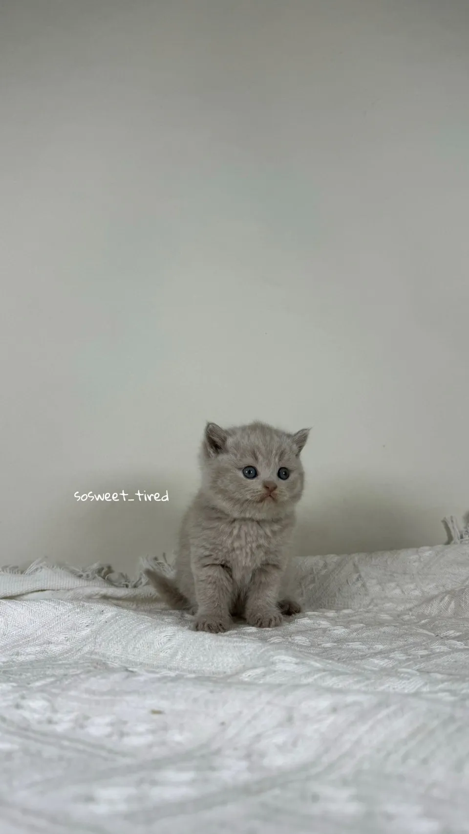 小鹿色英國短毛貓