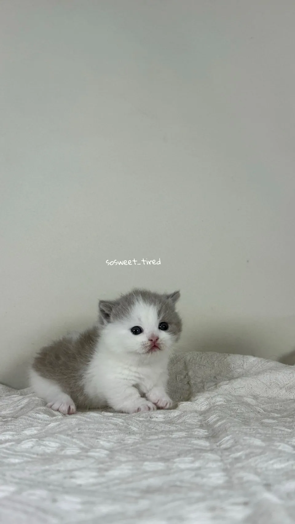 紫丁加白曼赤肯