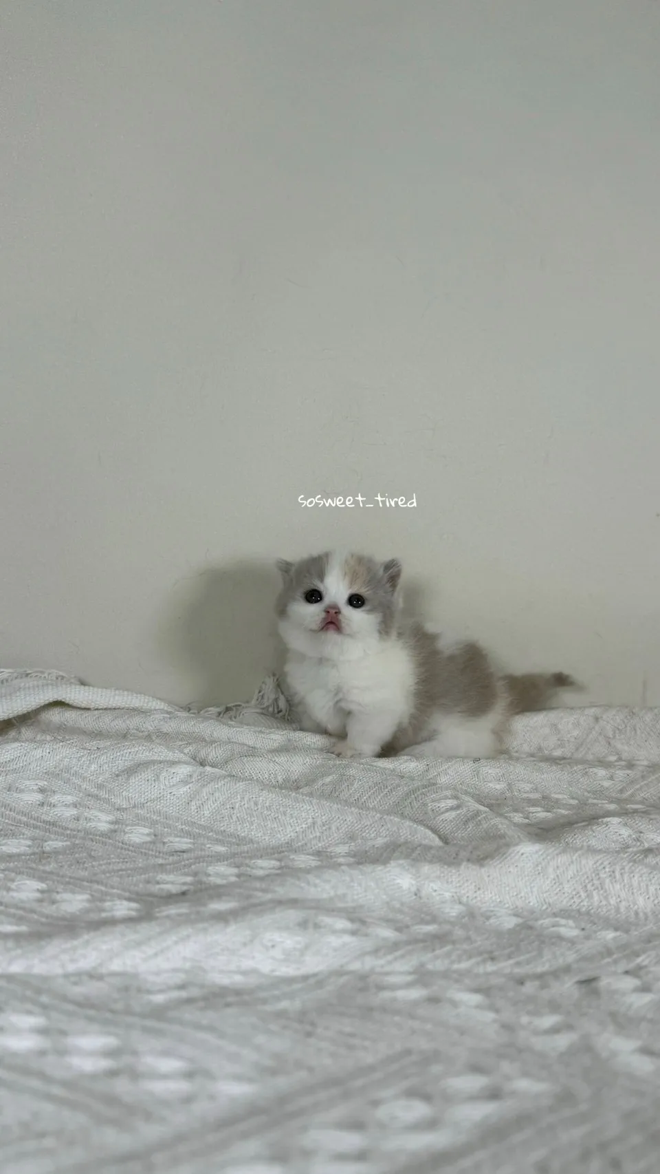 三花賓士曼赤肯