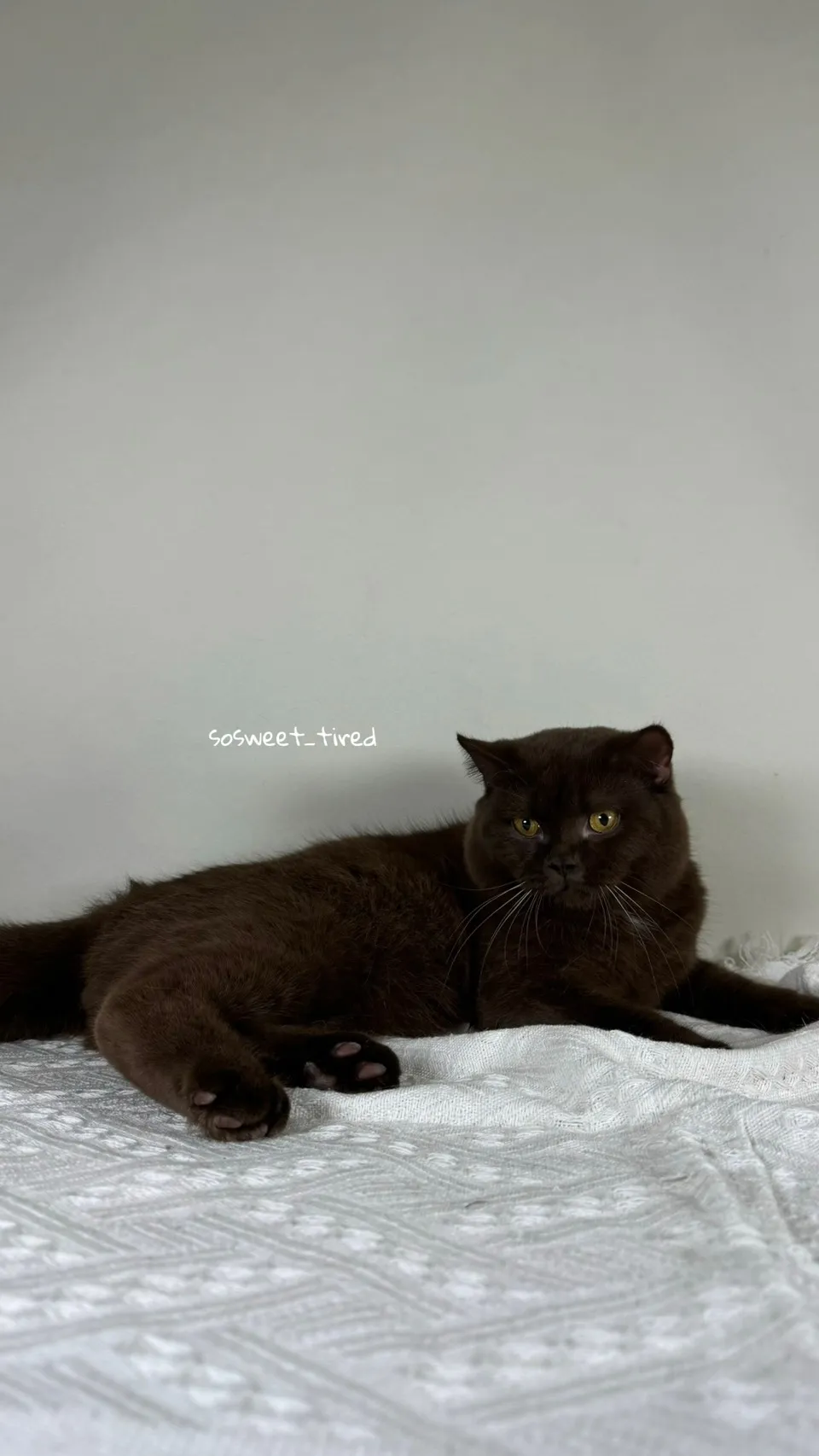 巧克力英國短毛貓