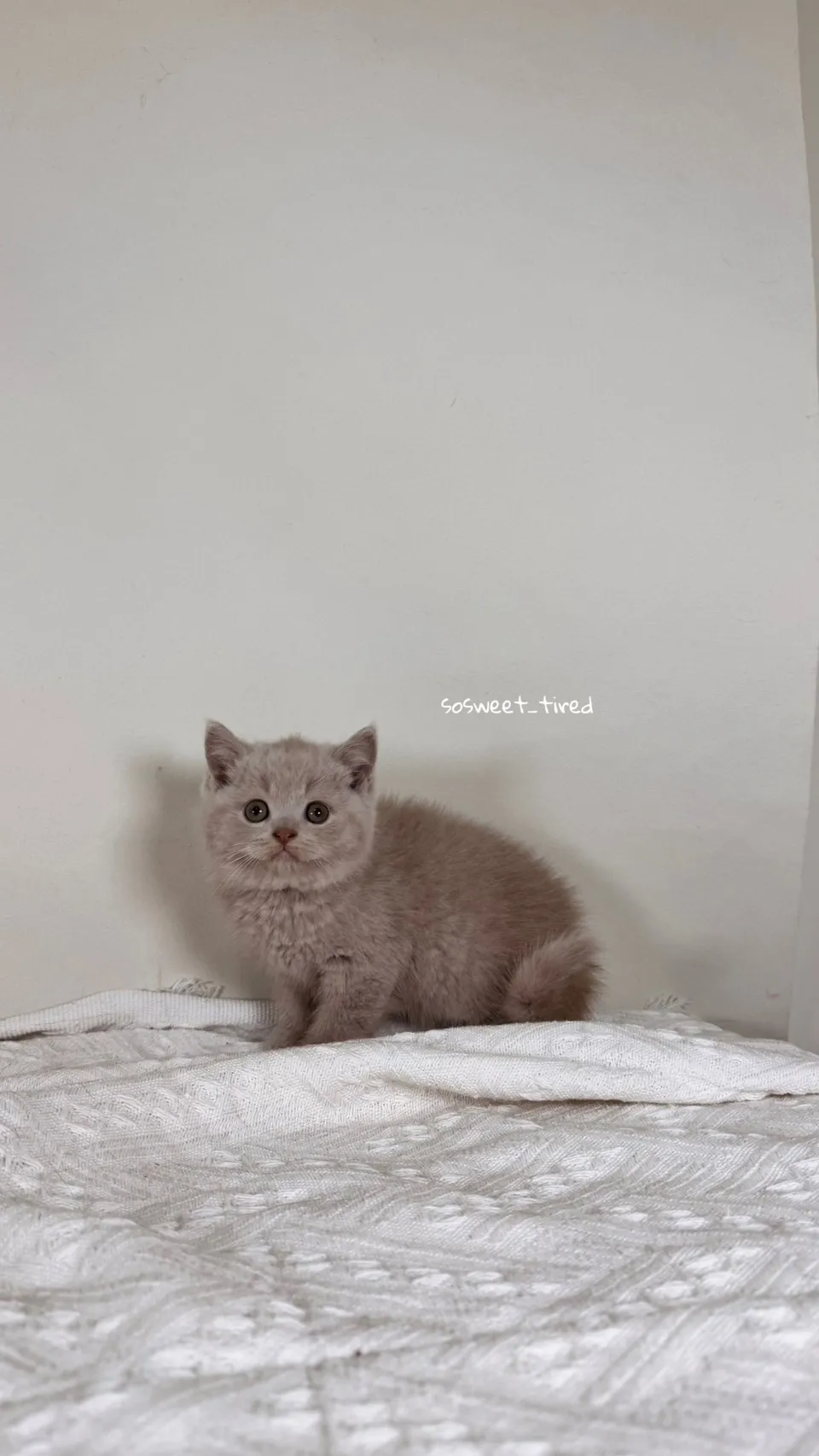 小鹿色英國短毛貓