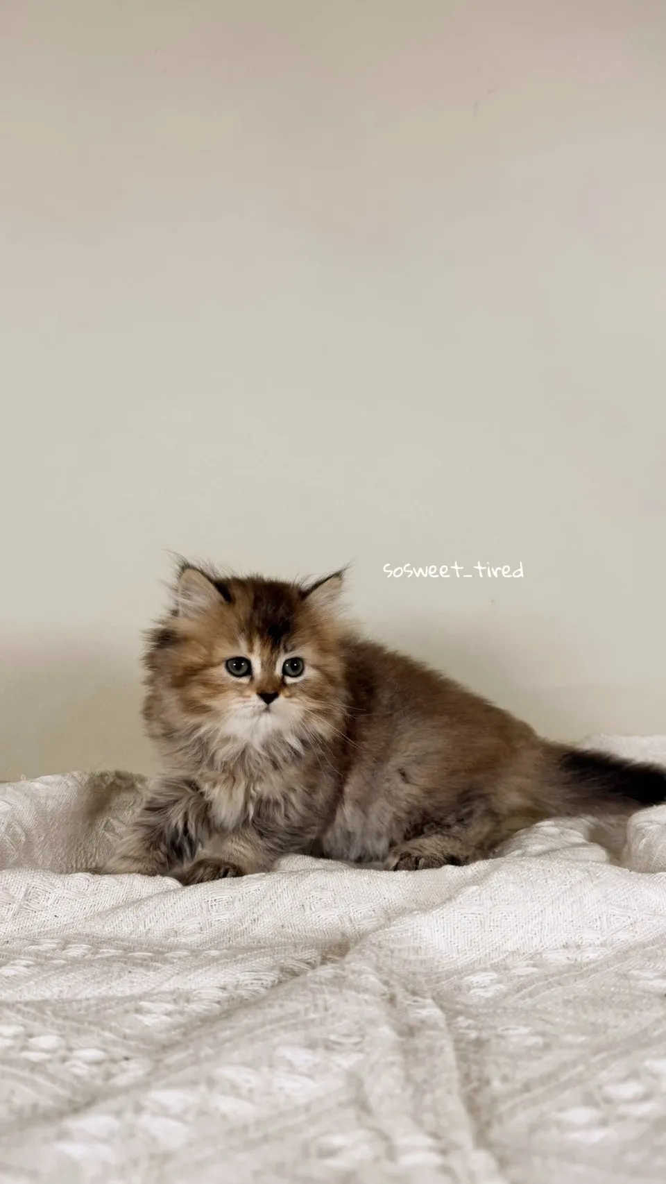 黑金漸層英國長毛貓