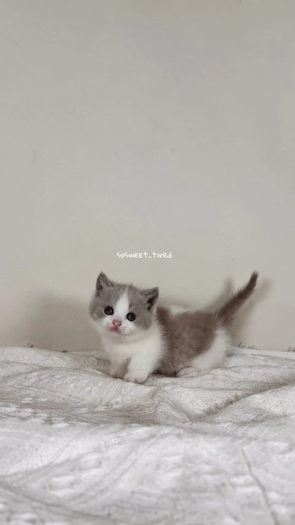 紫丁香賓士曼赤肯