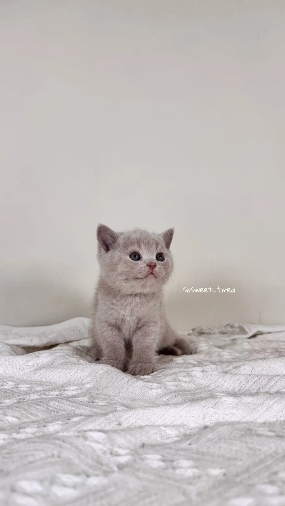 紫丁香英國短毛貓