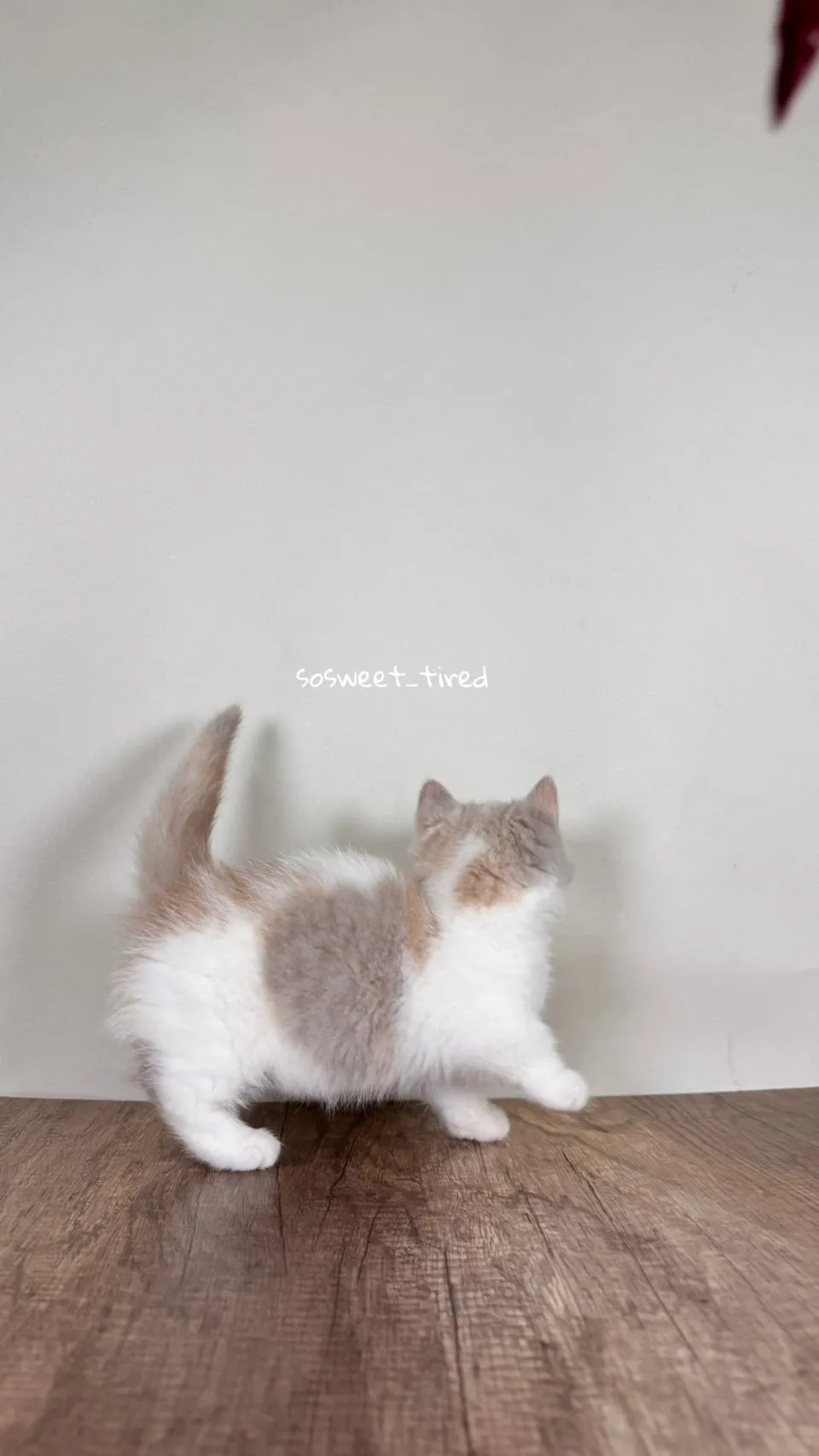 【已售出】紫三花賓士曼赤肯