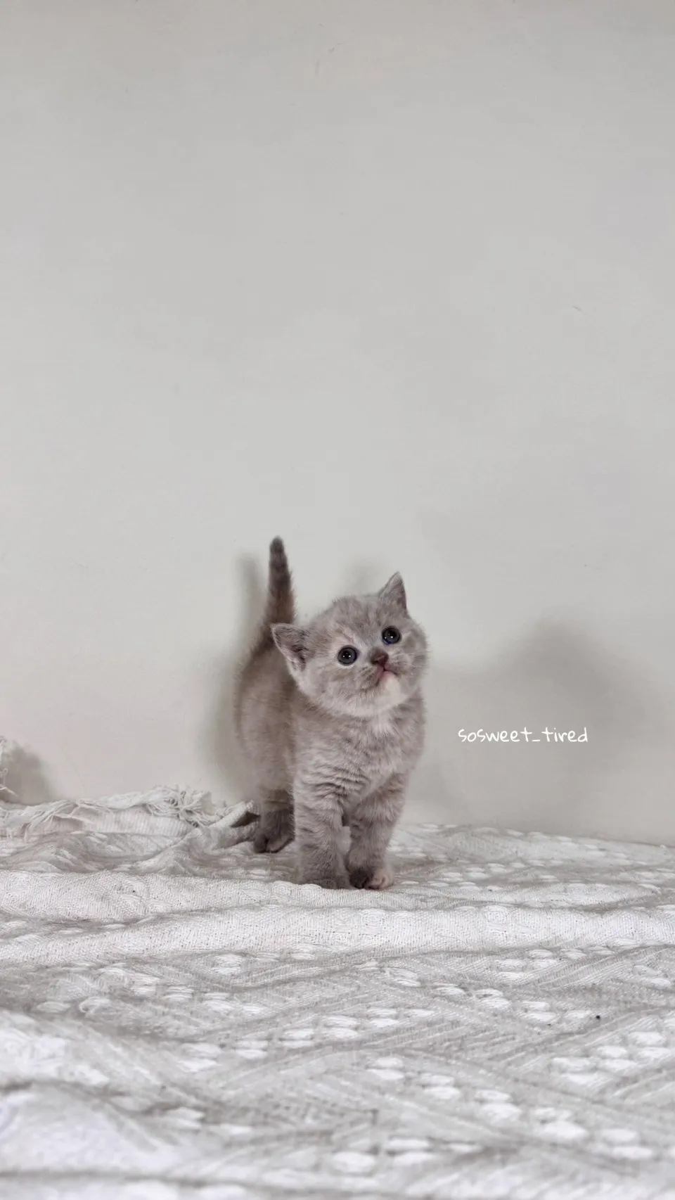 紫乳英國短毛貓