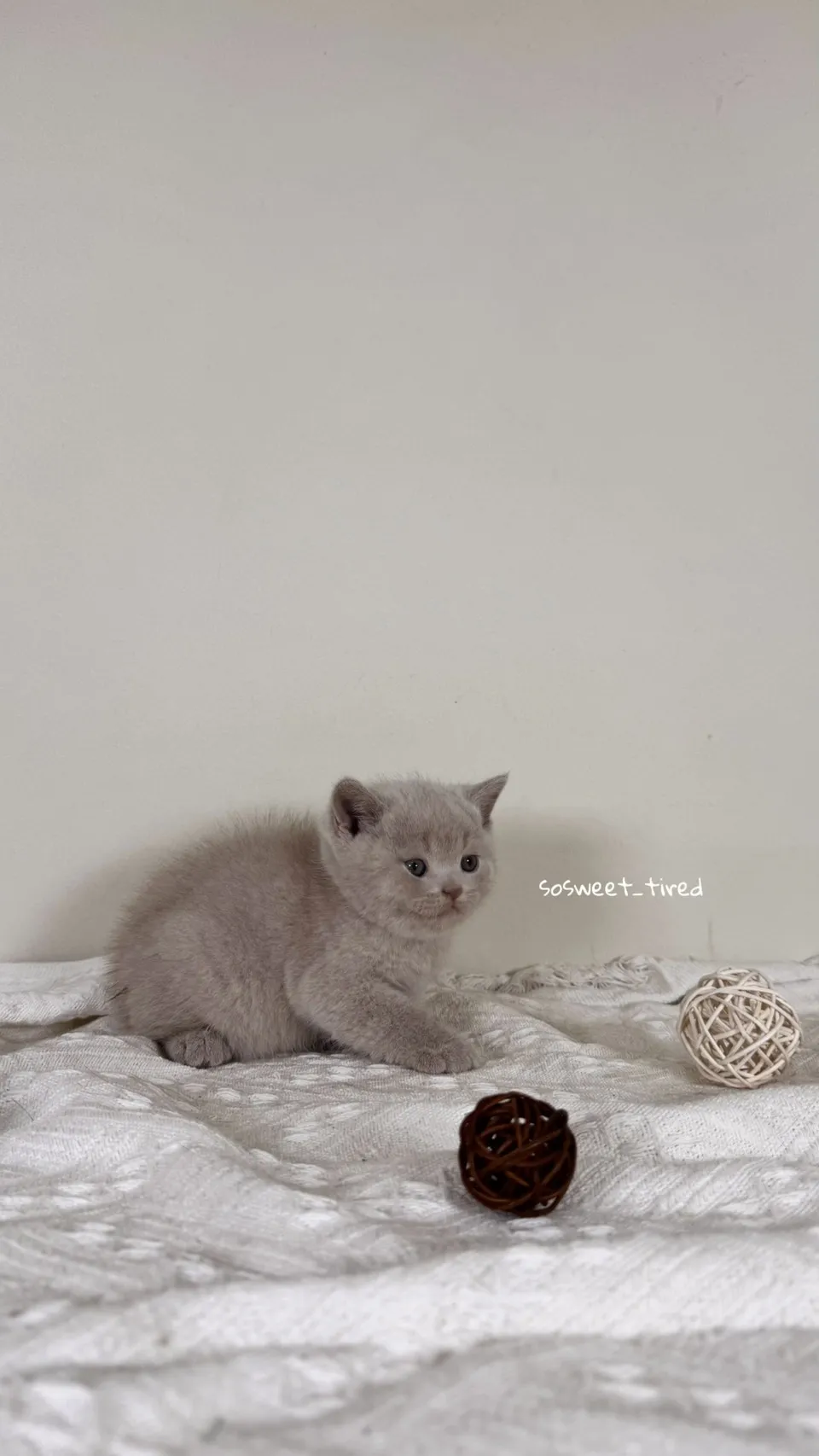 紫丁香英國短毛貓