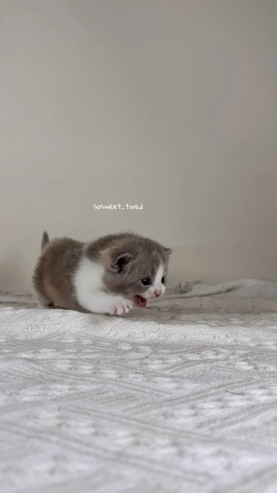 紫三花賓士英國短毛貓