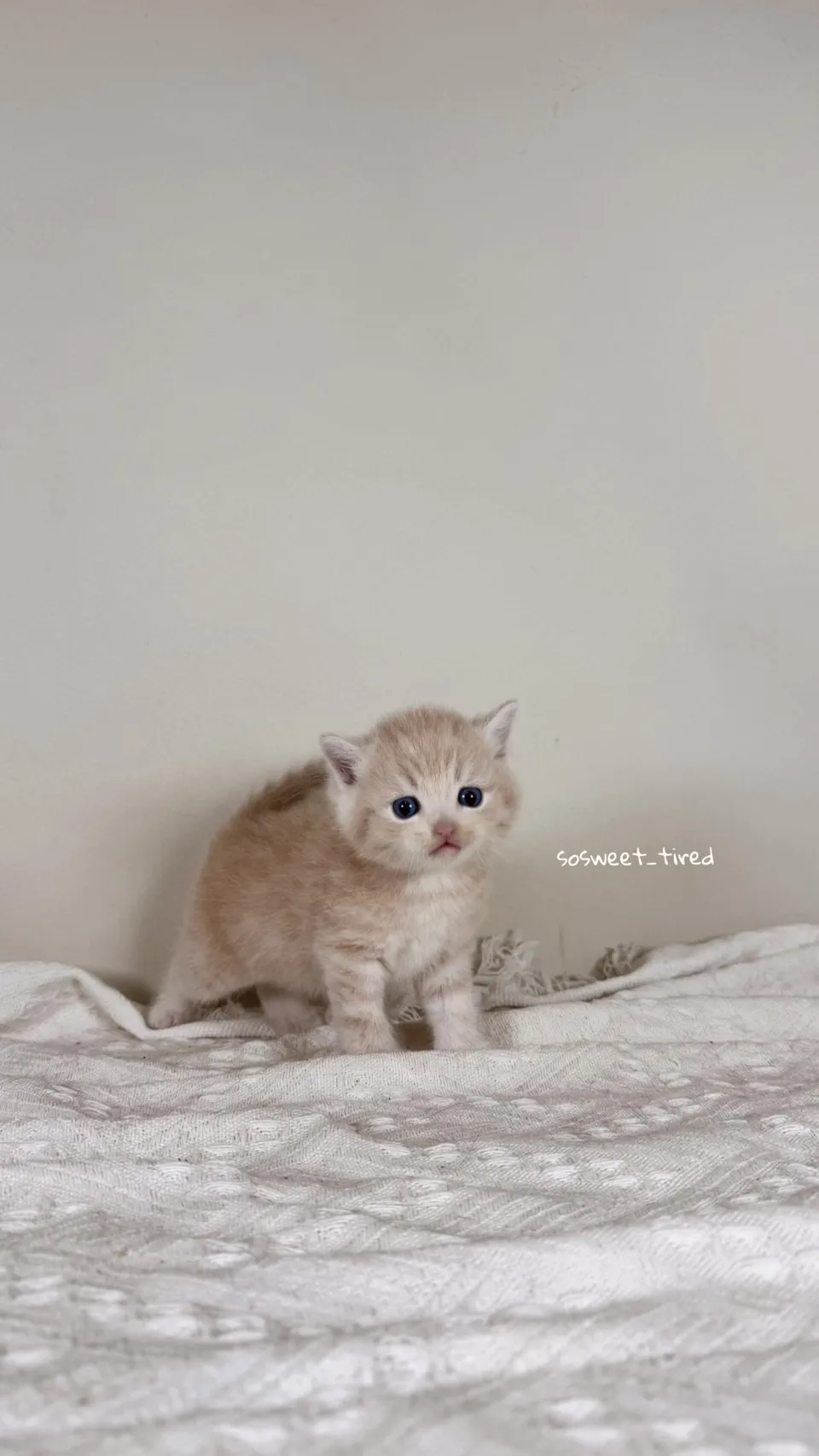 乳色英國短毛貓