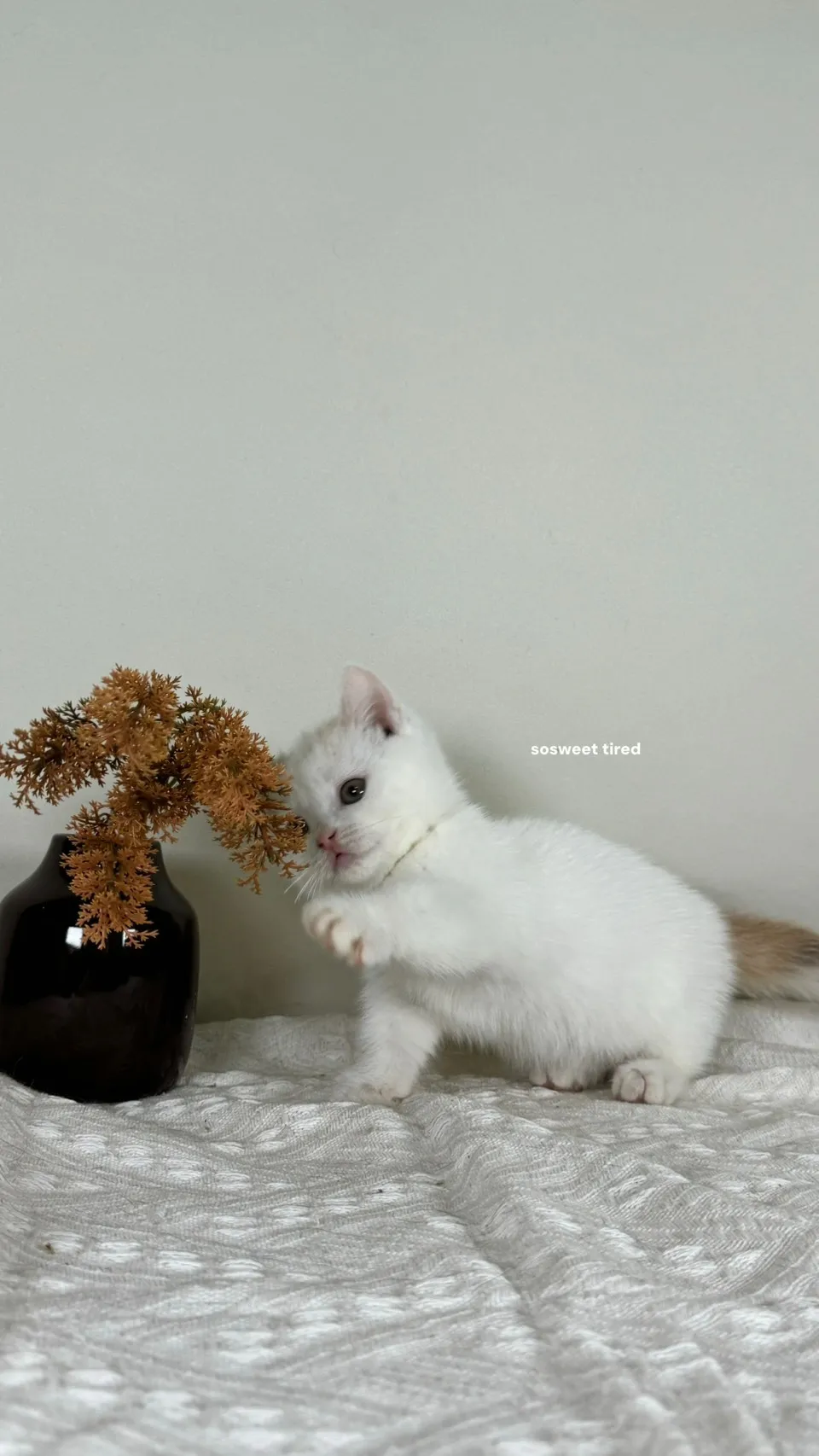 三花曼赤肯（Hito)