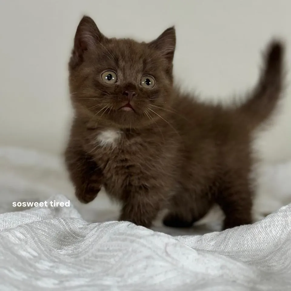 【已售出】巧克力加白曼赤肯（chocho)