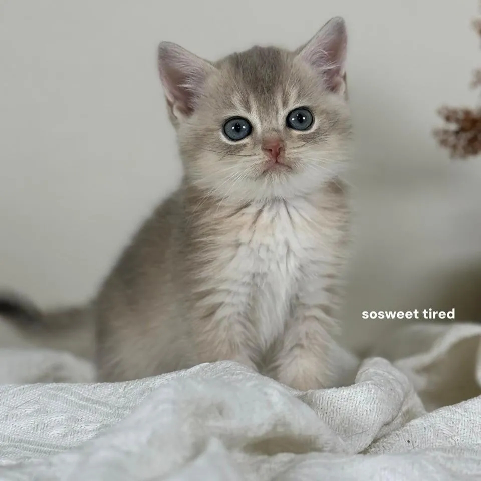 【已售出】藍金漸層英國短毛貓（Alice)