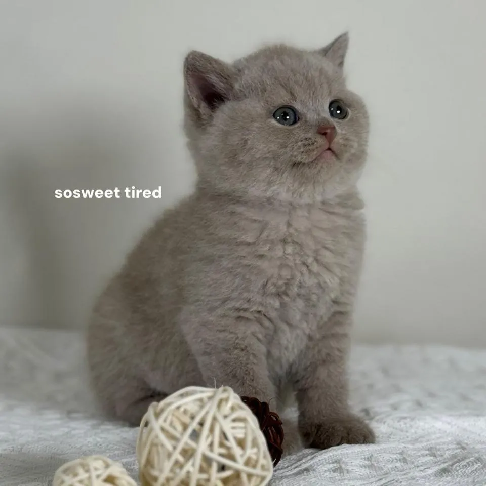 【已售出】紫丁香英國短毛貓（毛毛）