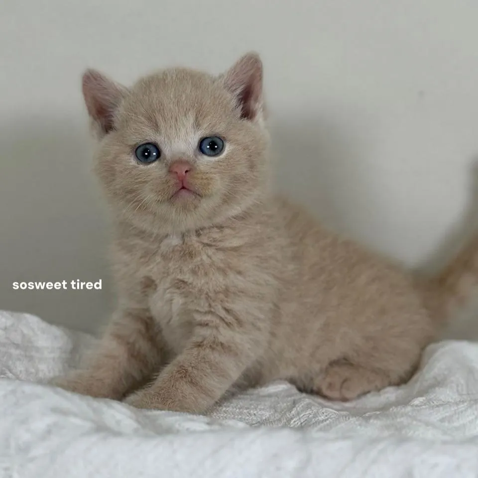 【已售出】乳色英國短毛貓