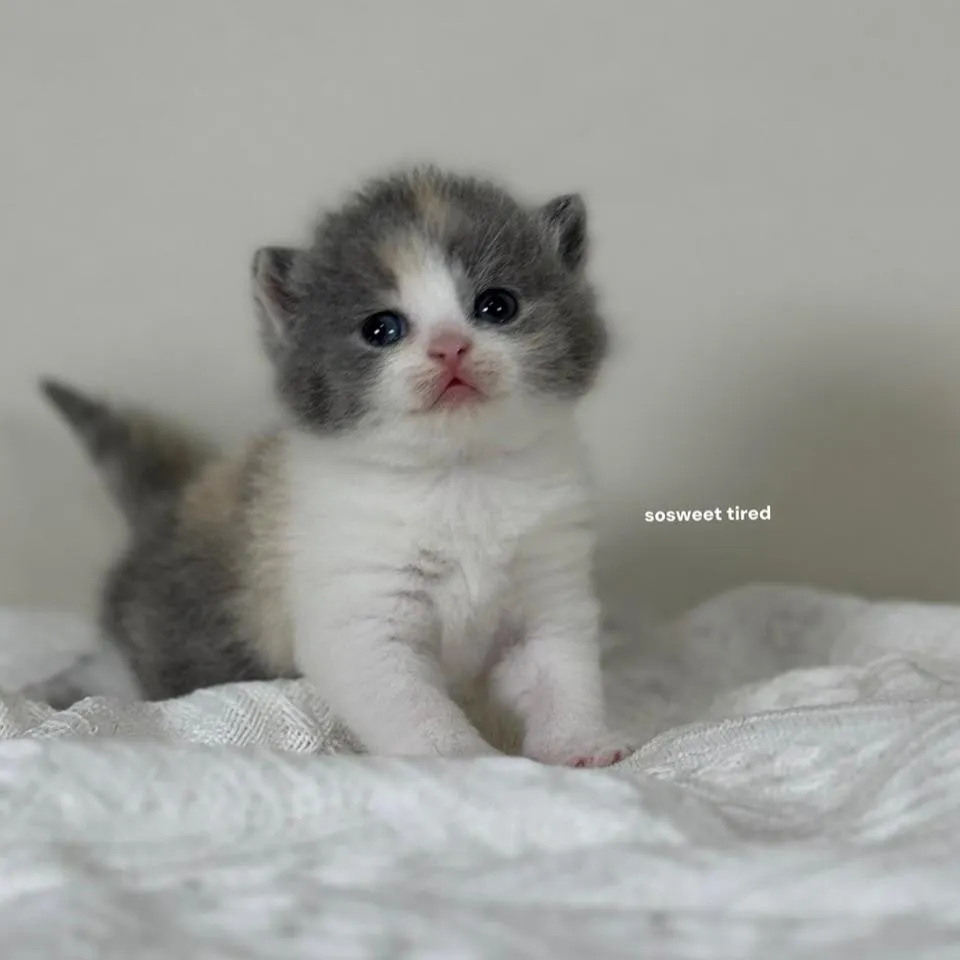 【已售出】藍三花賓士英國短毛貓