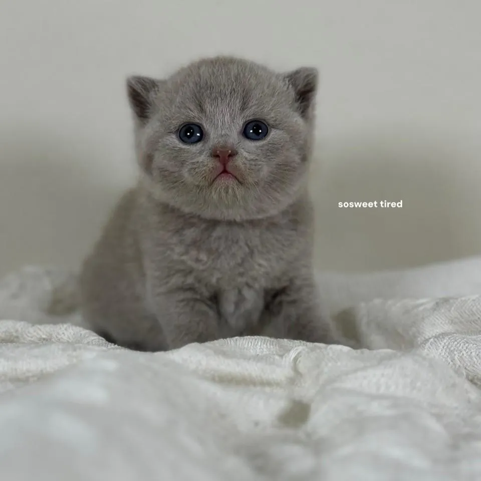 【已售出】紫丁香英國短毛貓（小梅）