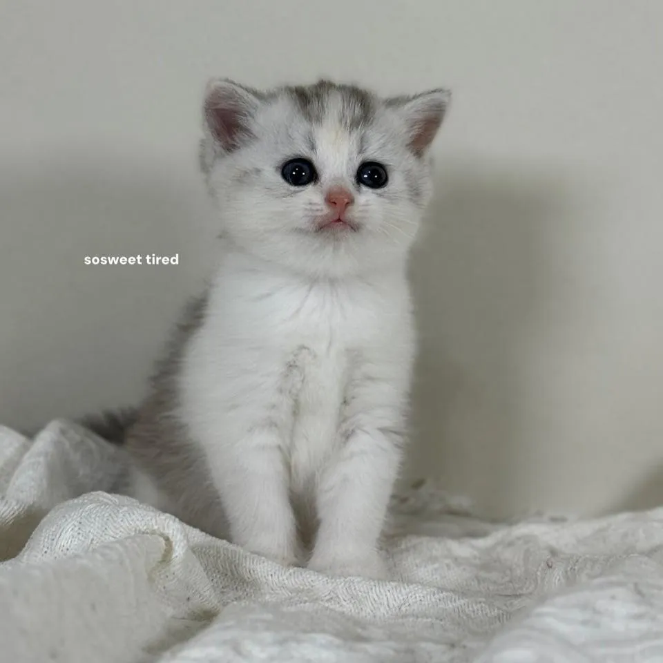 【已售出】三花英國短毛貓（雪寶）