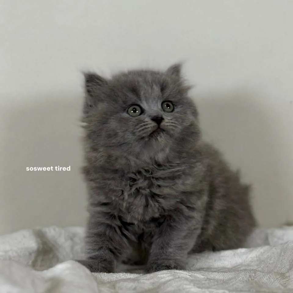 藍英國長毛貓（娜）