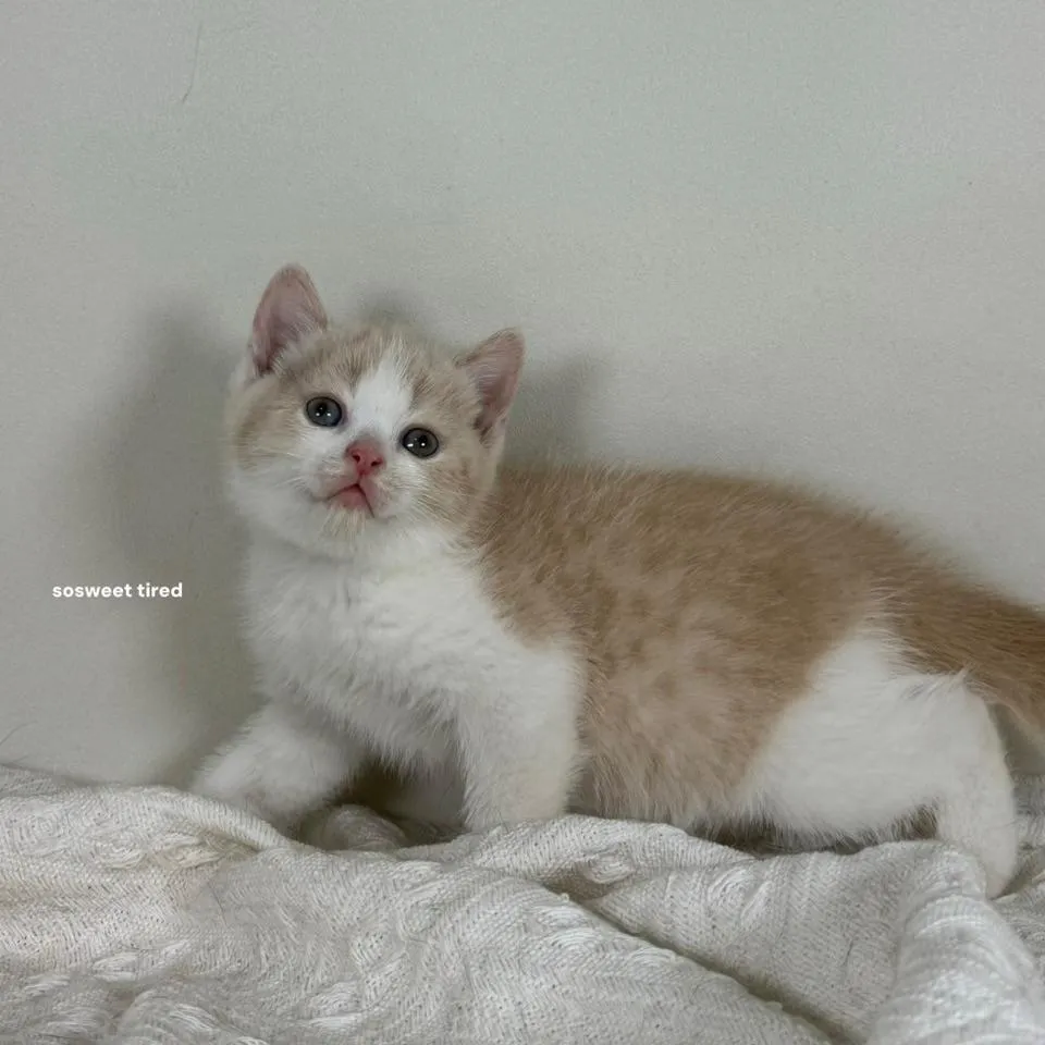 乳白賓士英國短毛貓（Sandy）