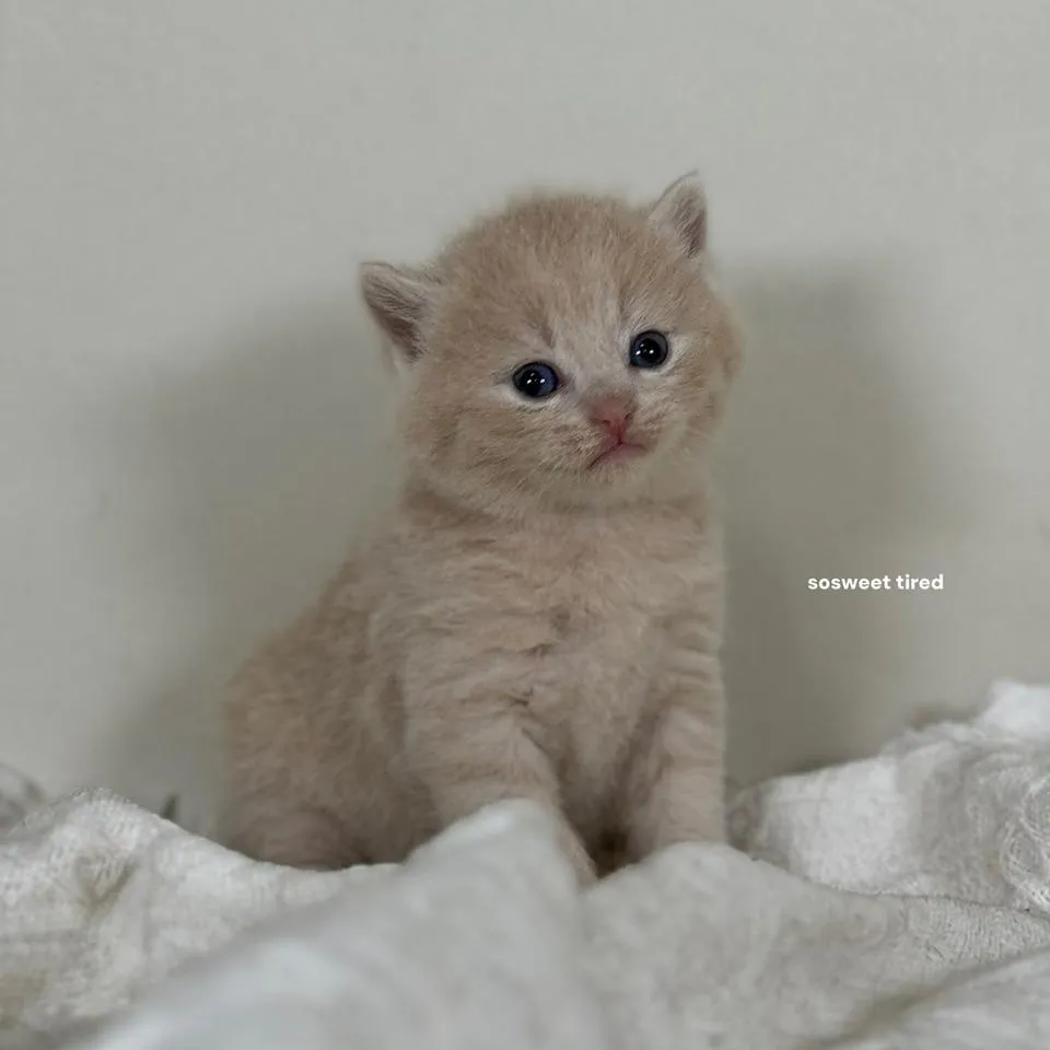 乳色英國短毛貓（小斑）