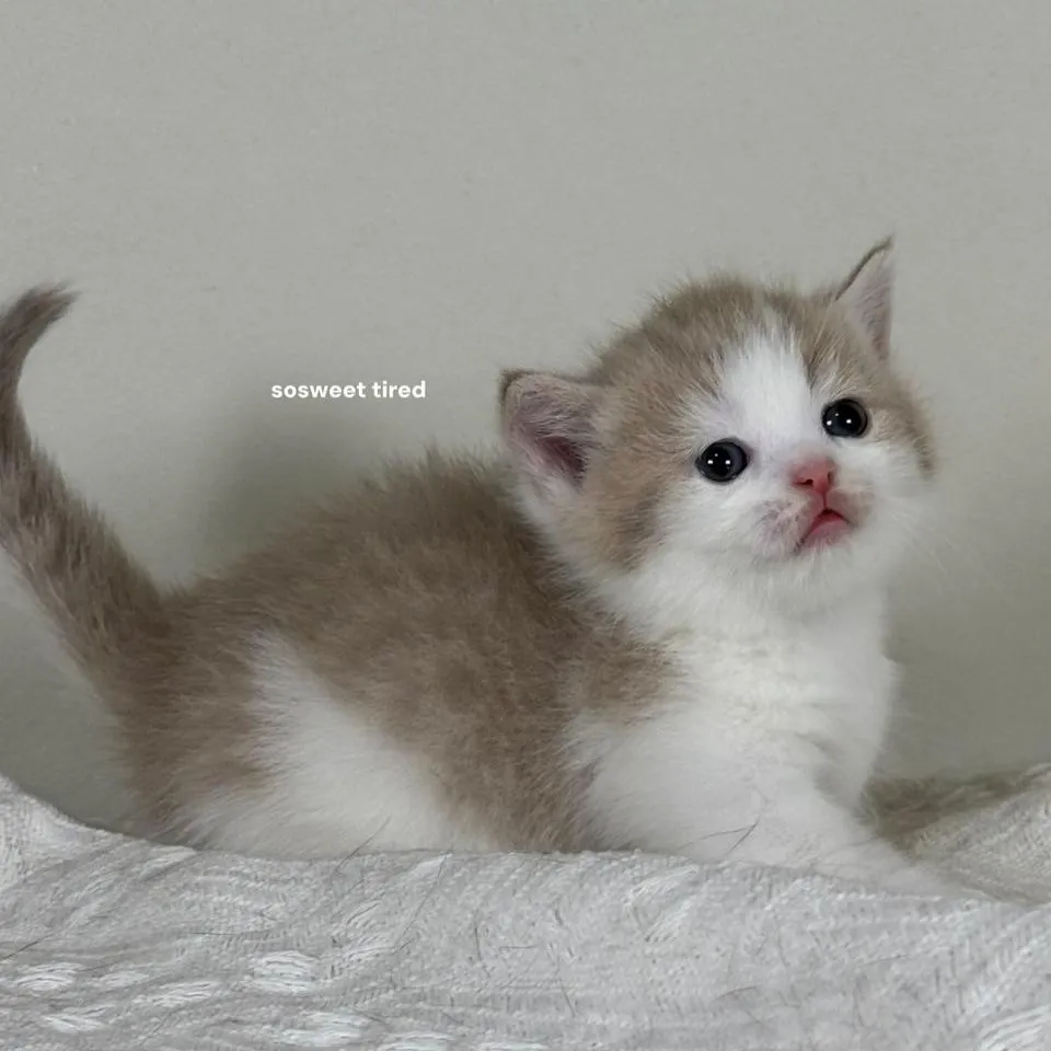 小鹿色賓士曼赤肯（柑）