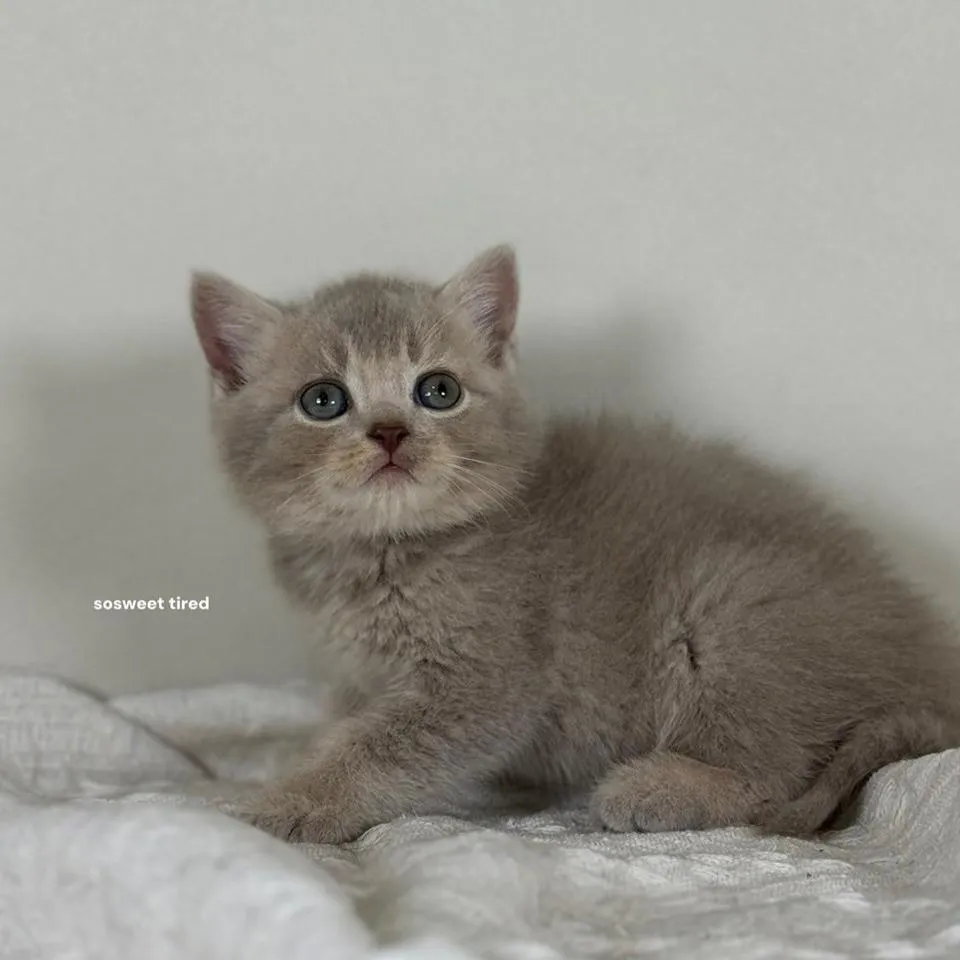 小鹿色英國短毛貓（小斑）