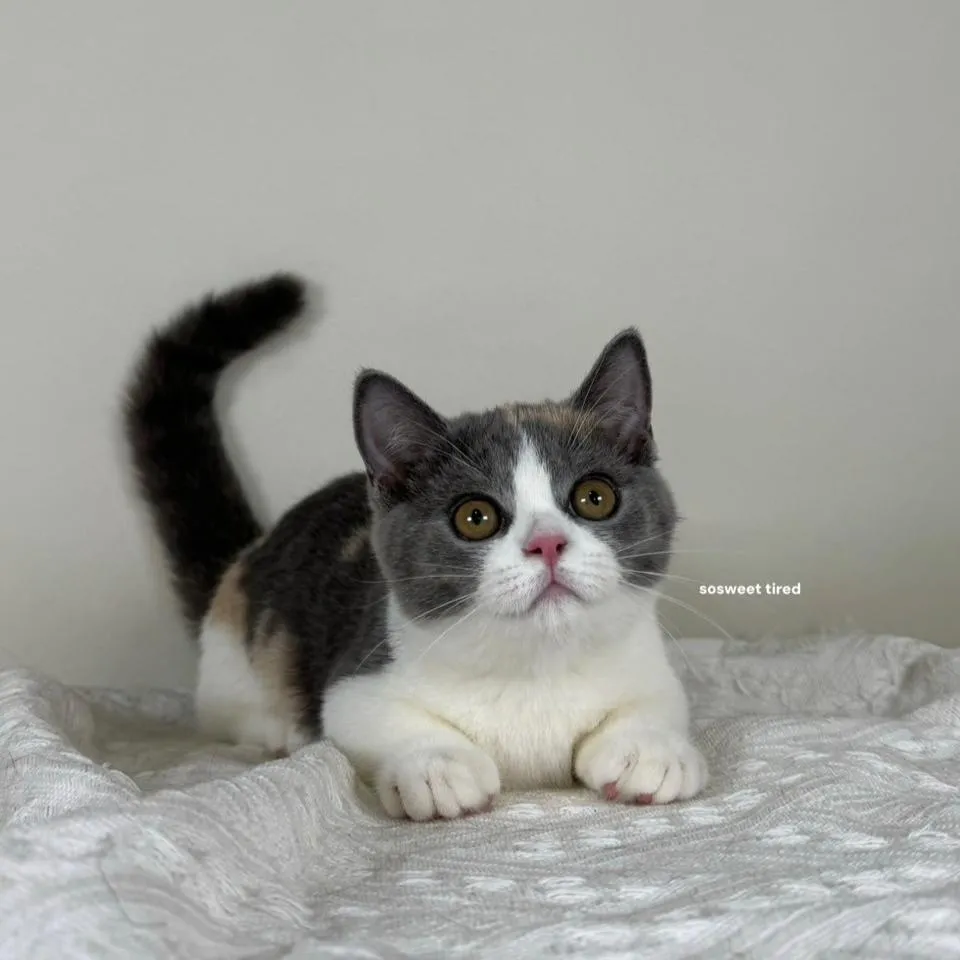 【已售出】藍三花賓士曼赤肯（Neko）