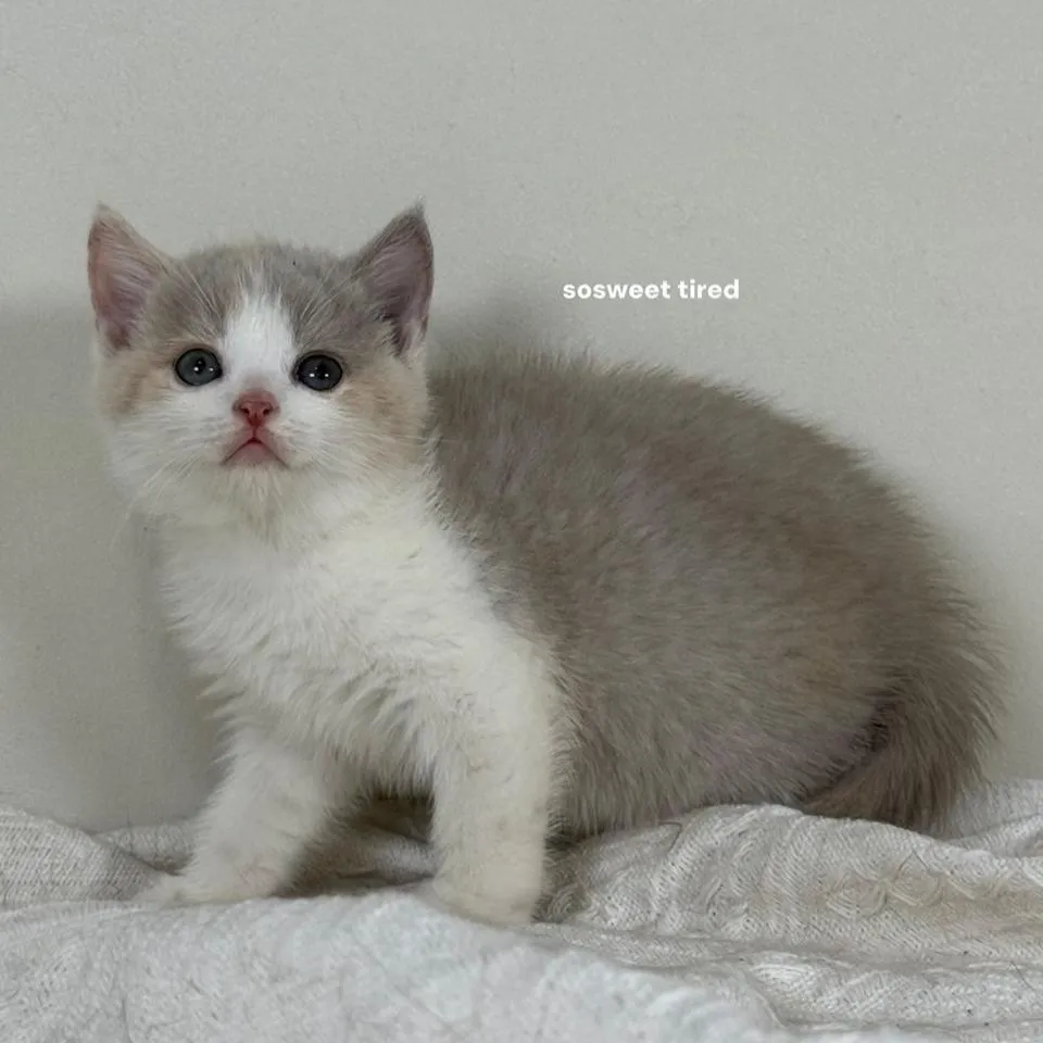 【已售出】紫三花賓士英國短毛貓（Hito）