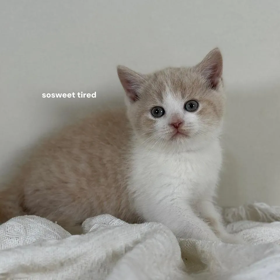 【已售出】乳白賓士英國短毛貓（奶茶）