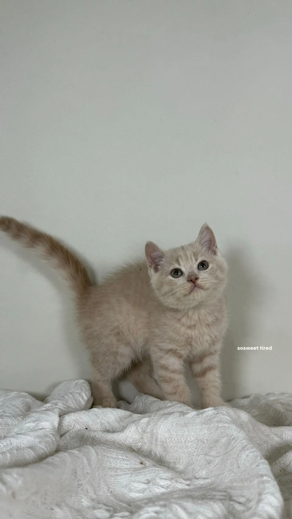 乳色英國短毛貓