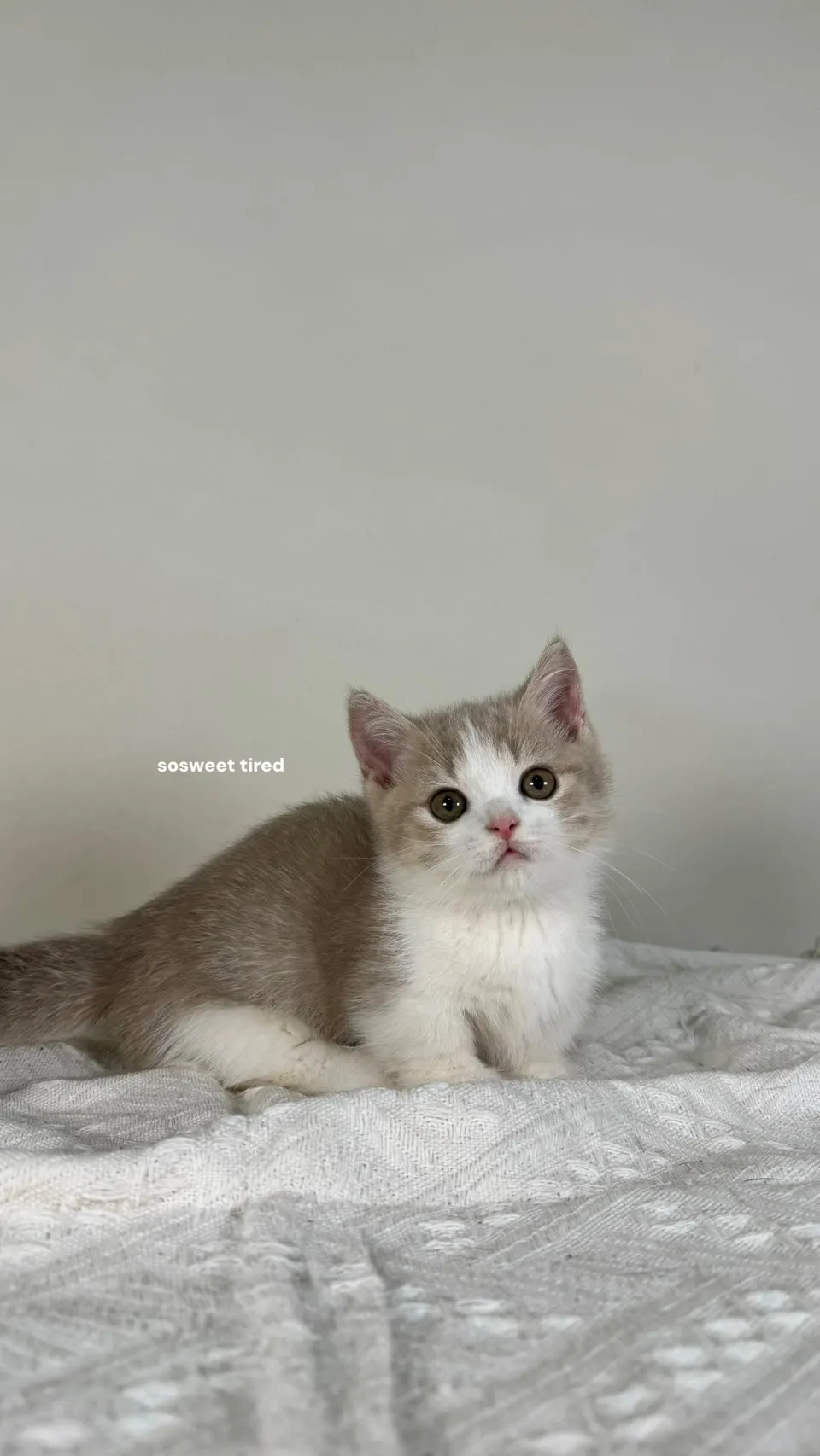 【已售出】小鹿加白曼赤肯