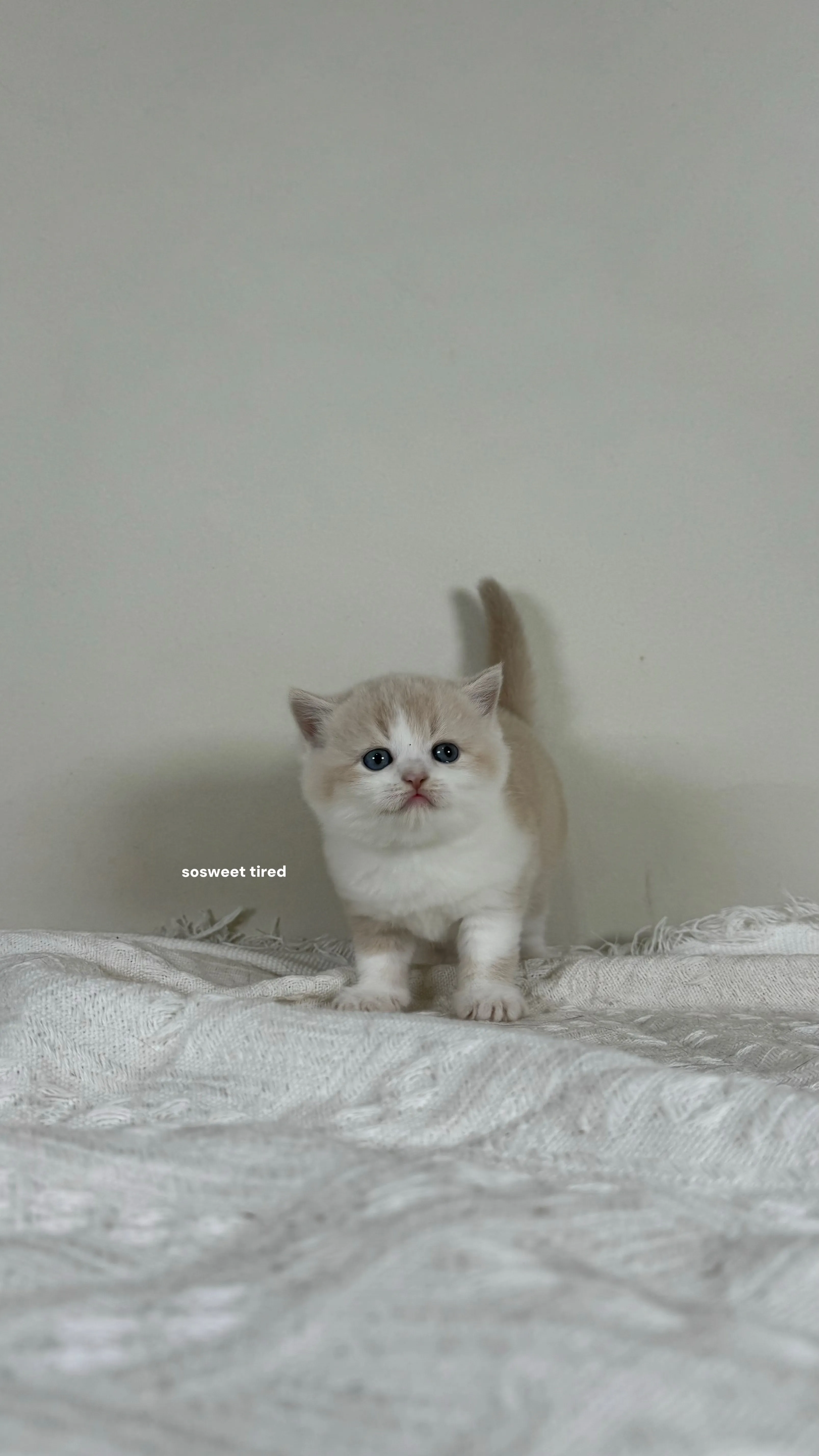 【已售出】乳白賓士英國短毛貓