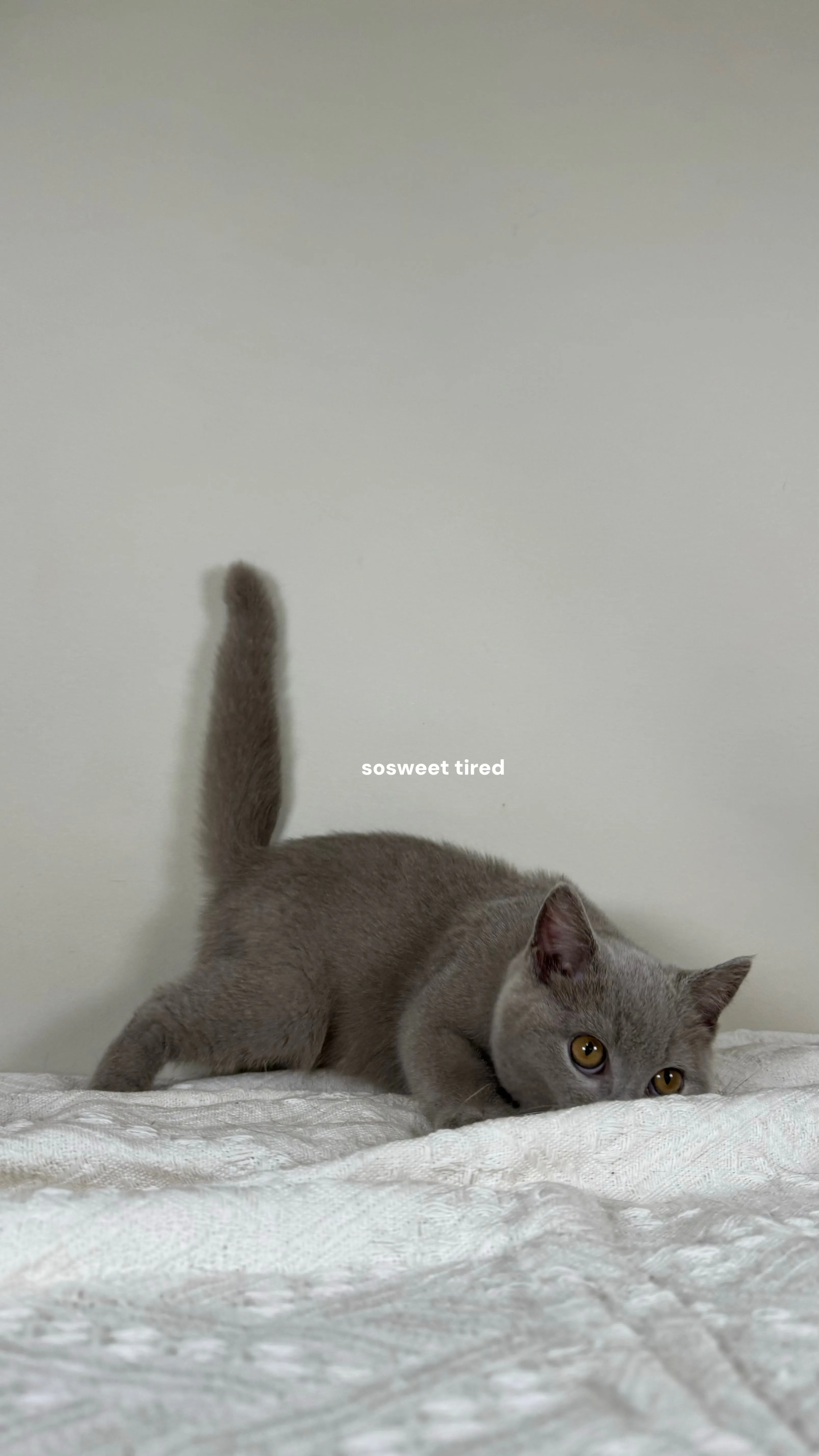 【已售出】紫丁香英國短毛貓