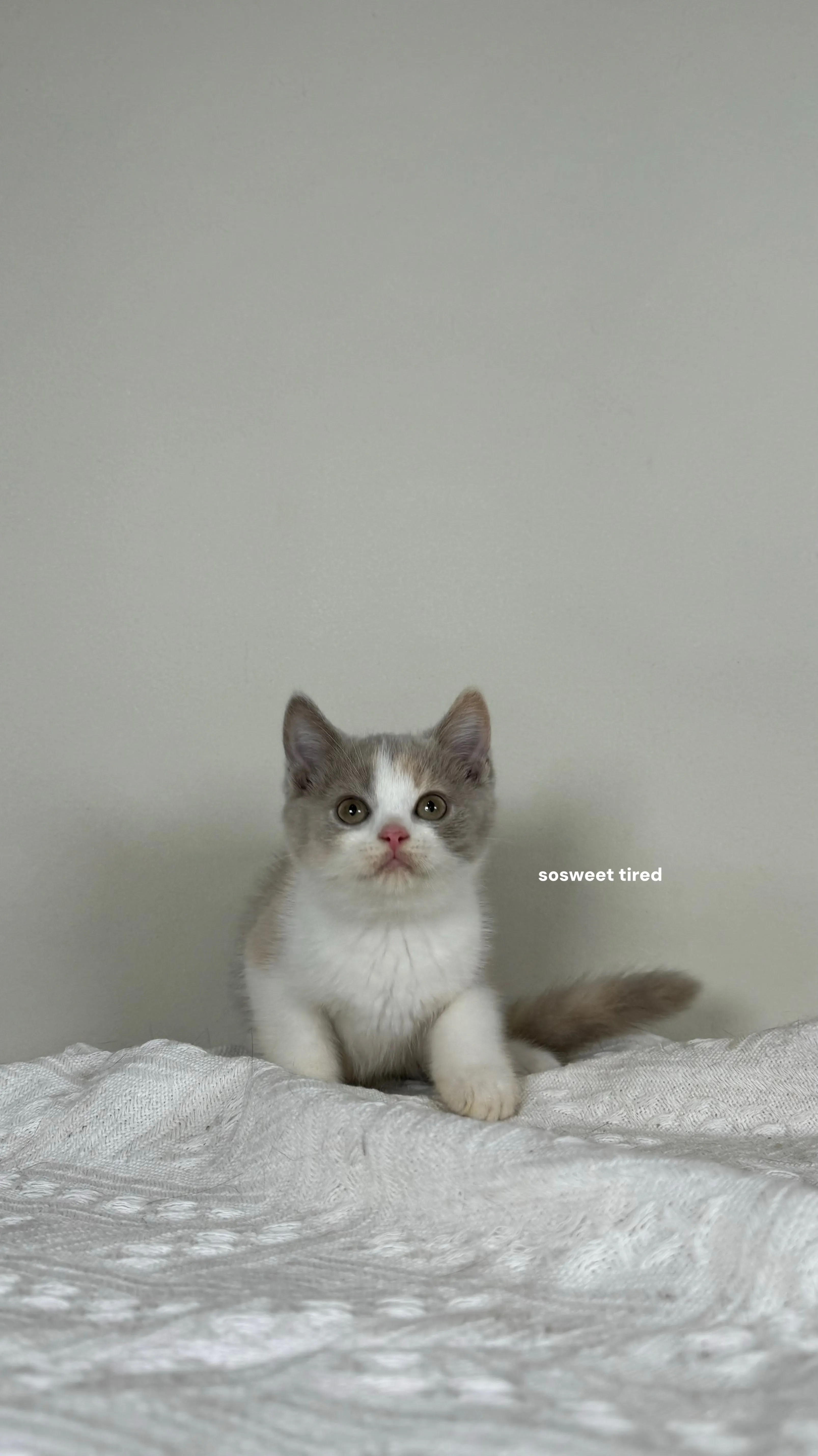 【已售出】紫三花賓士英國短毛貓