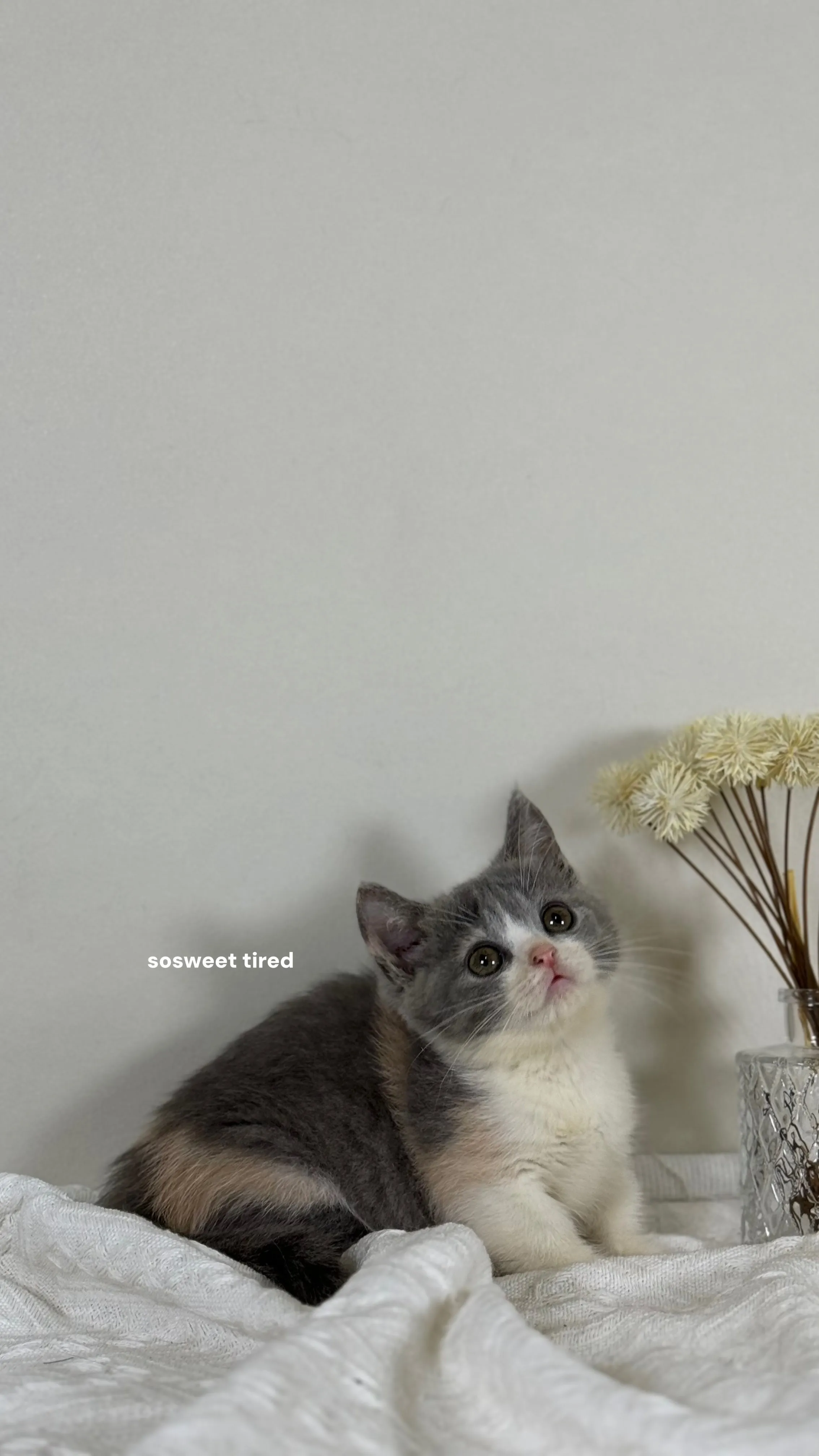 【已售出】藍三花賓士曼赤肯