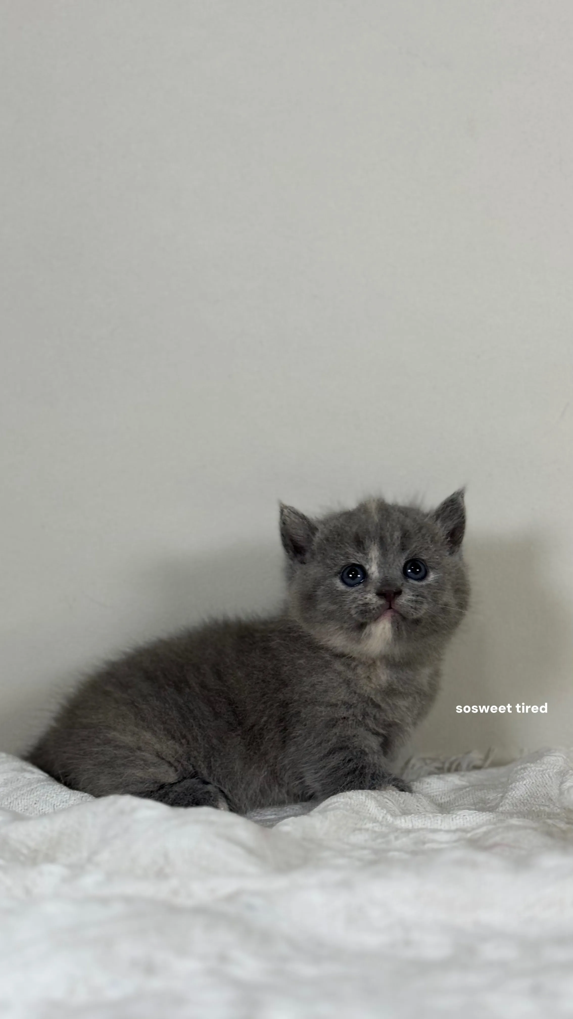 【已售出】藍乳曼赤肯