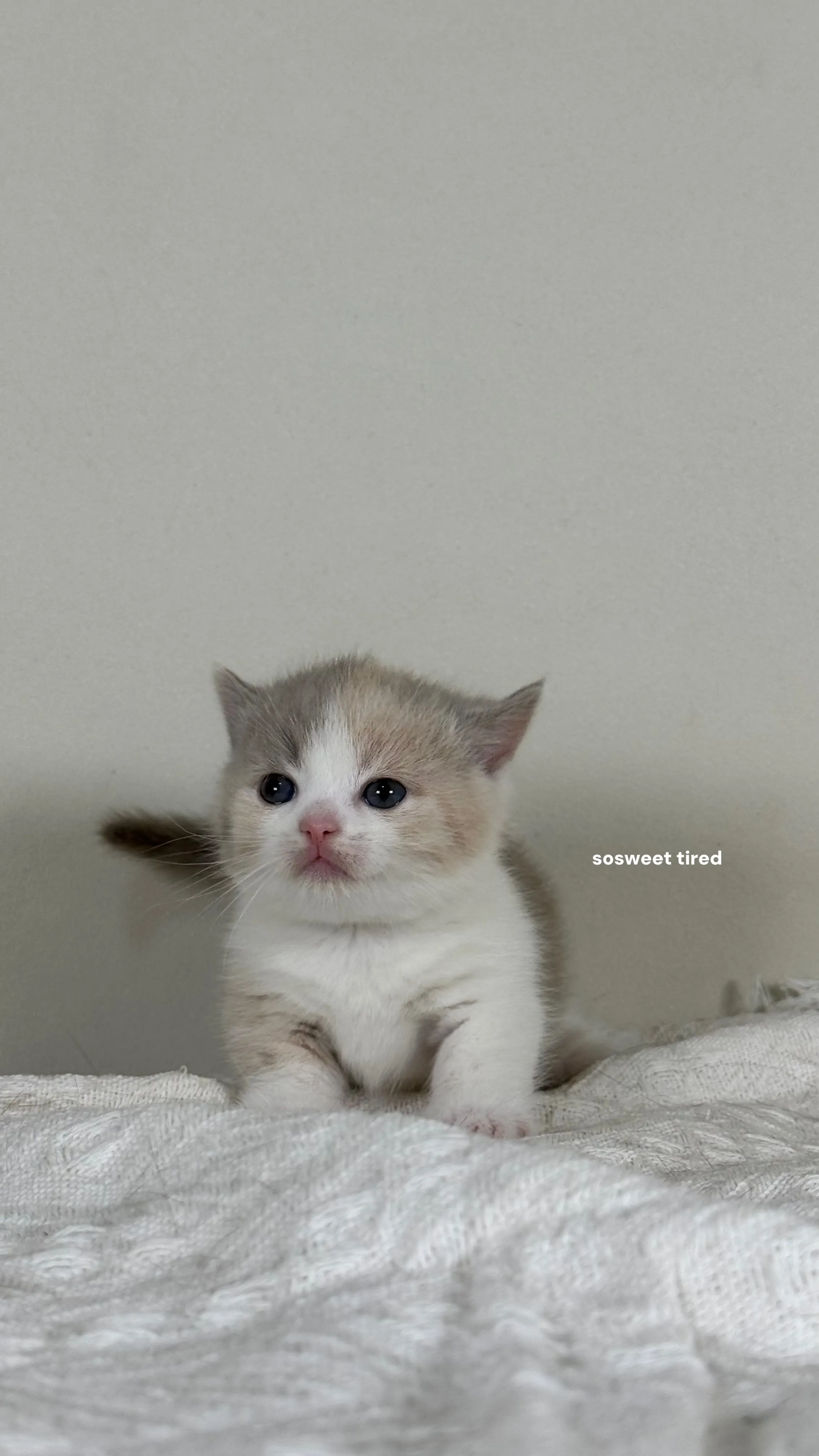 【已售出】小鹿色三花賓士曼赤肯