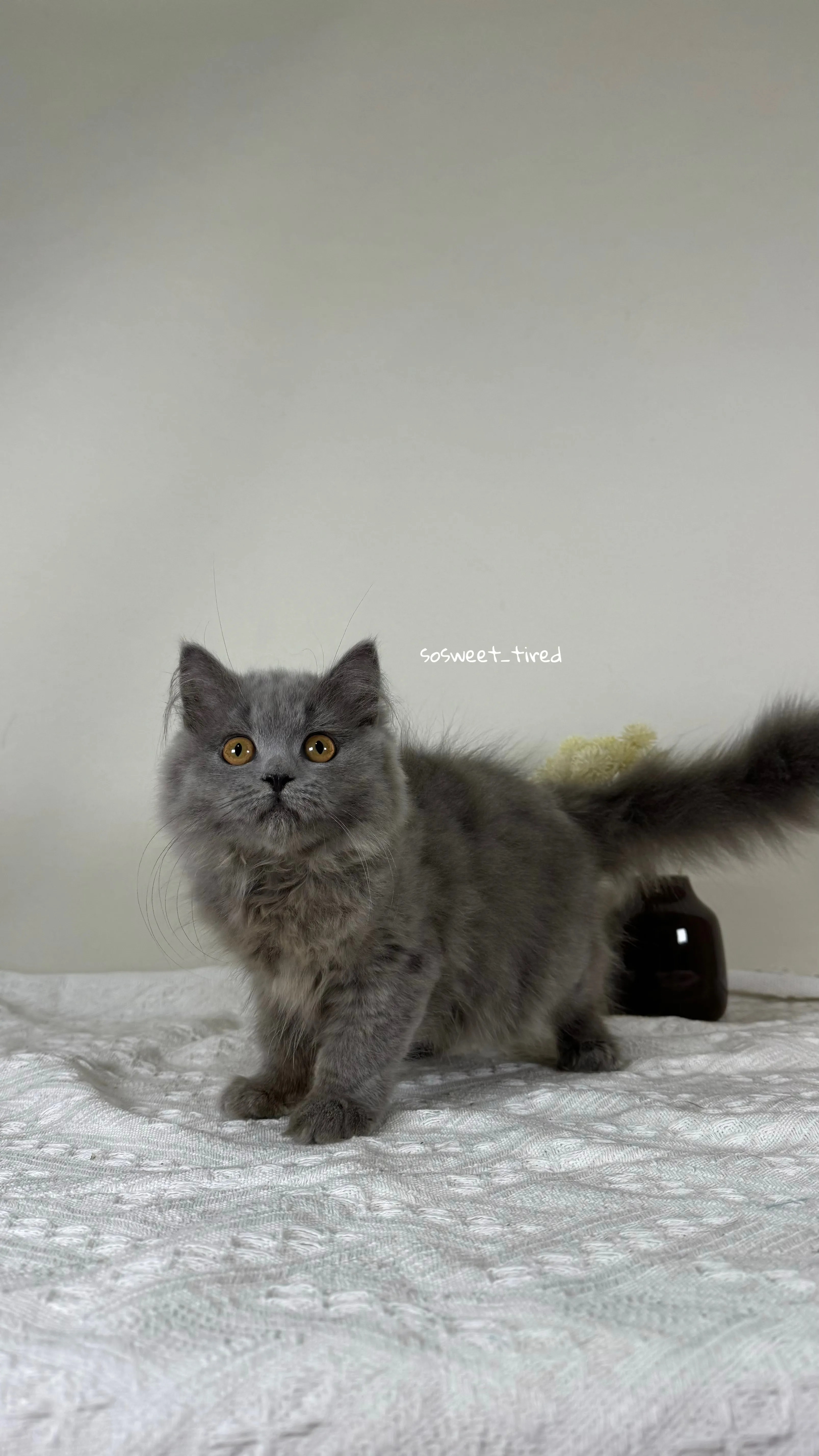 【已售出】藍英國長毛貓（娜）